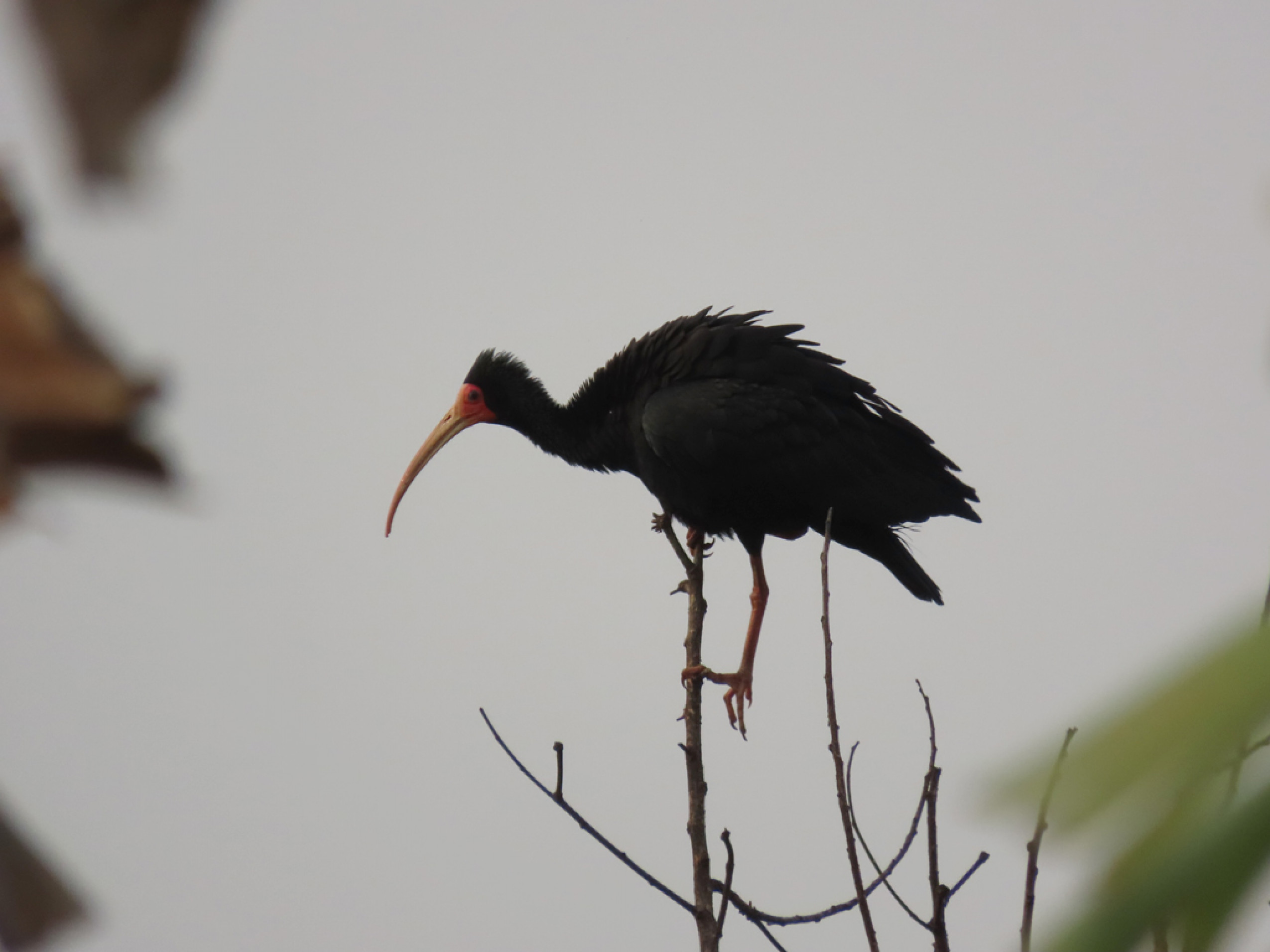 Tapicuru: a ave de cara vermelha e bico curvado que anda por Sorocaba
