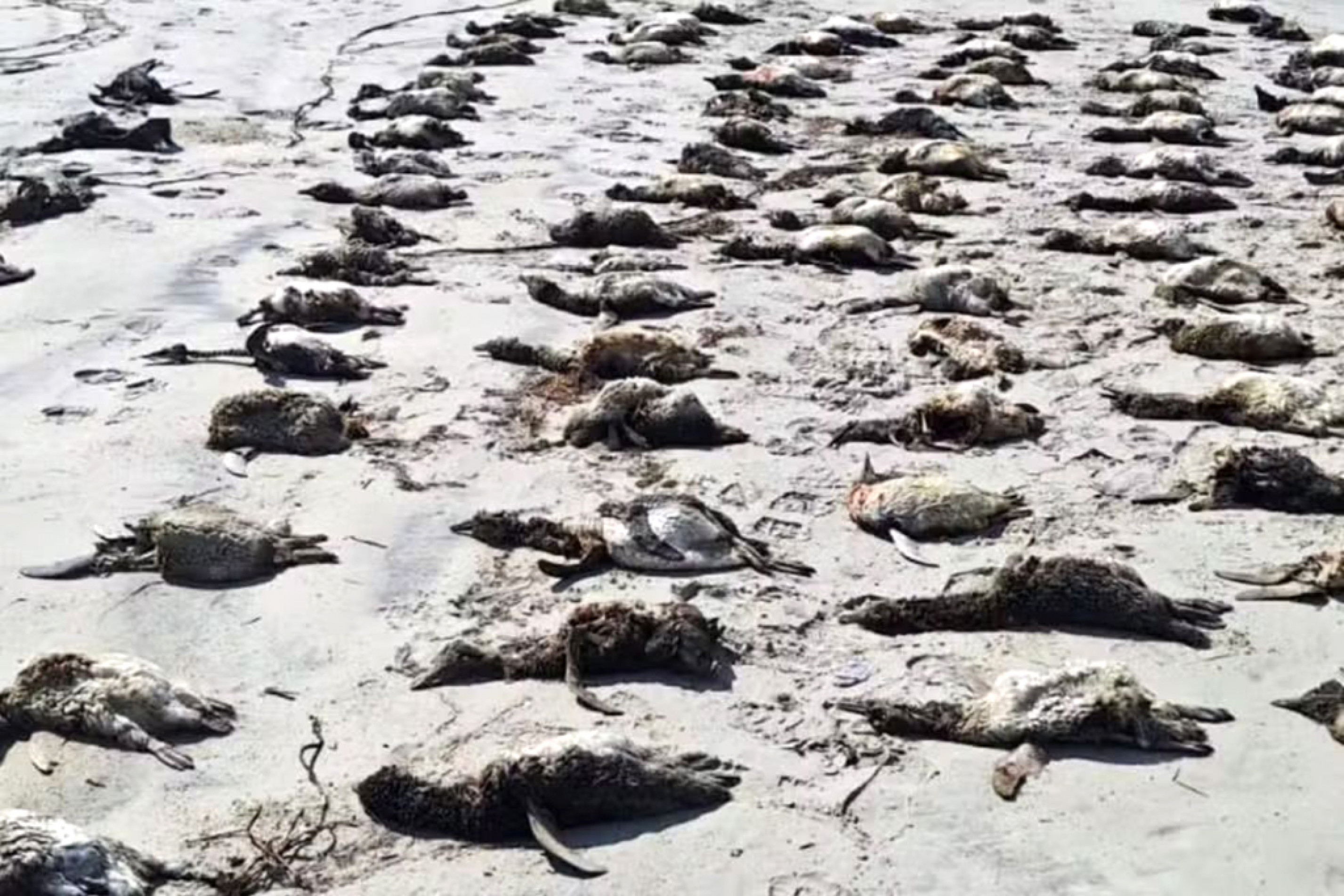 Equipe do IPeC encontrou os animais na Ilha Comprida
