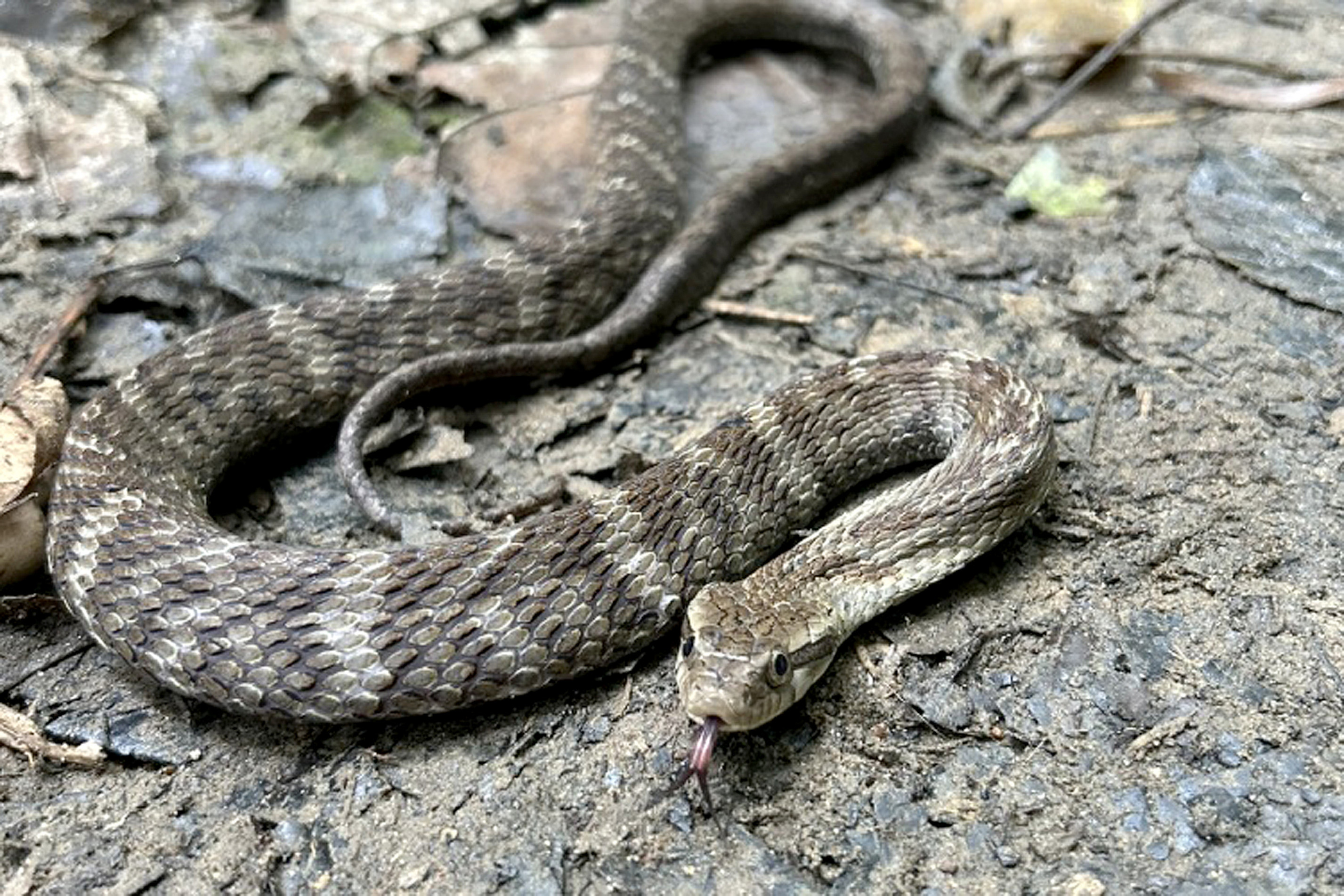 As falsas-jararacas
são cobras não
peçonhentas e não
agressivas, em
sua maioria
