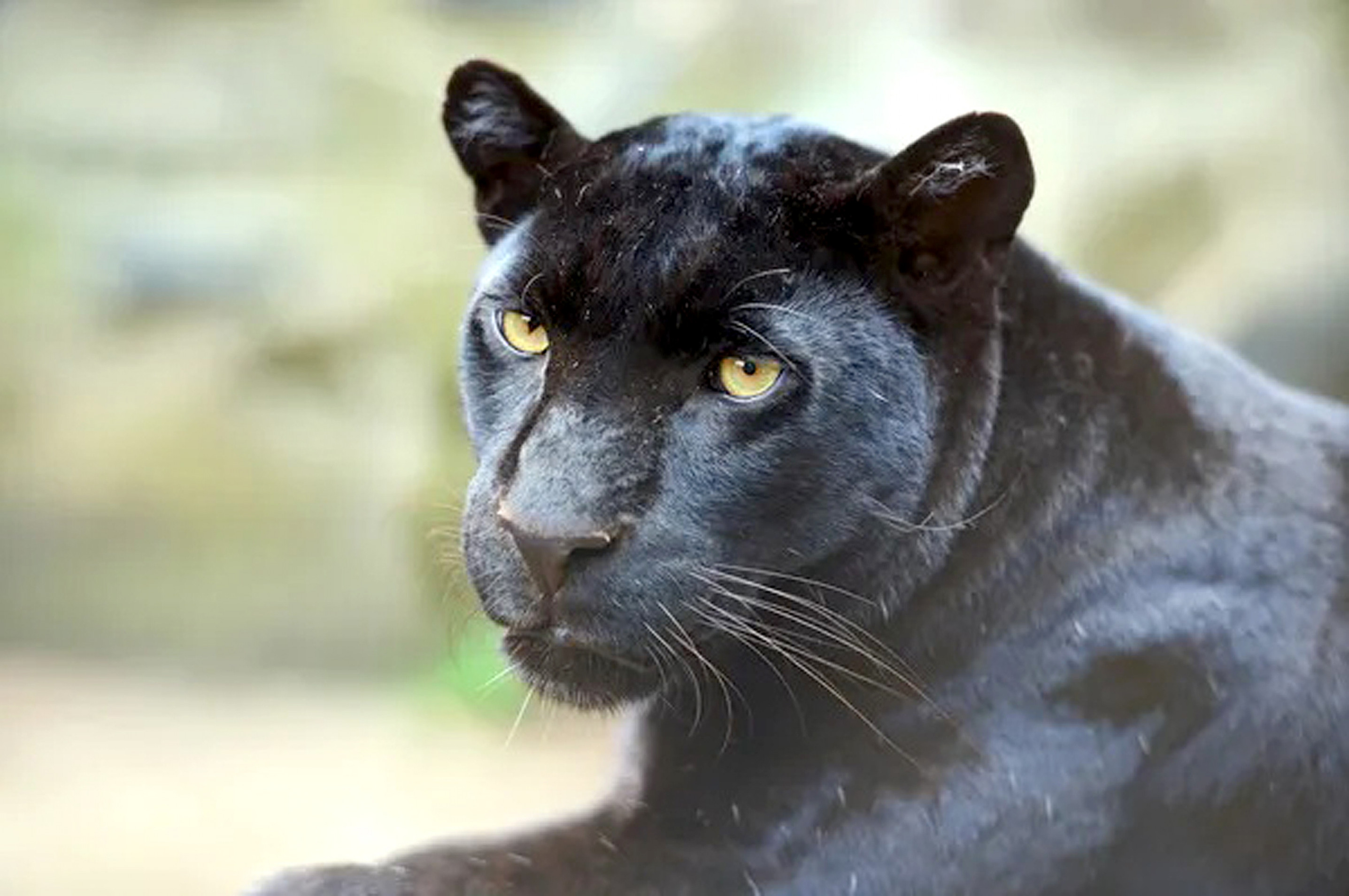 O maior felino das Américas pesa
mais de 100 kg, nada, sobe em árvores e caça diversas presas
