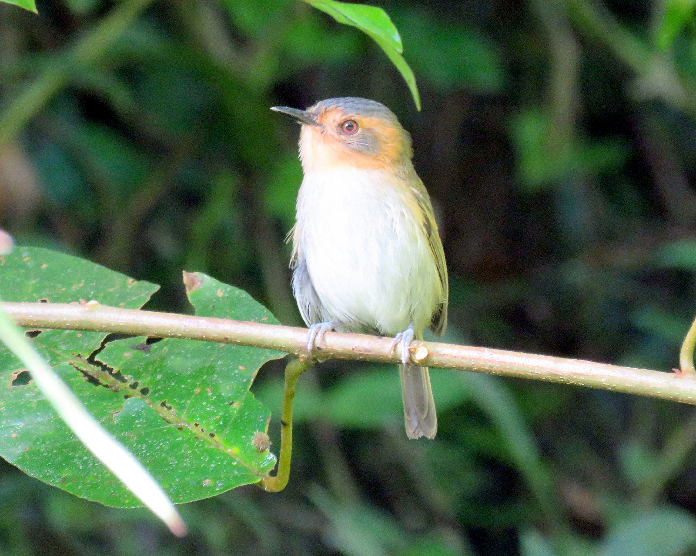 O tororó é pequenino, 
curioso e faz um
canto que parece
