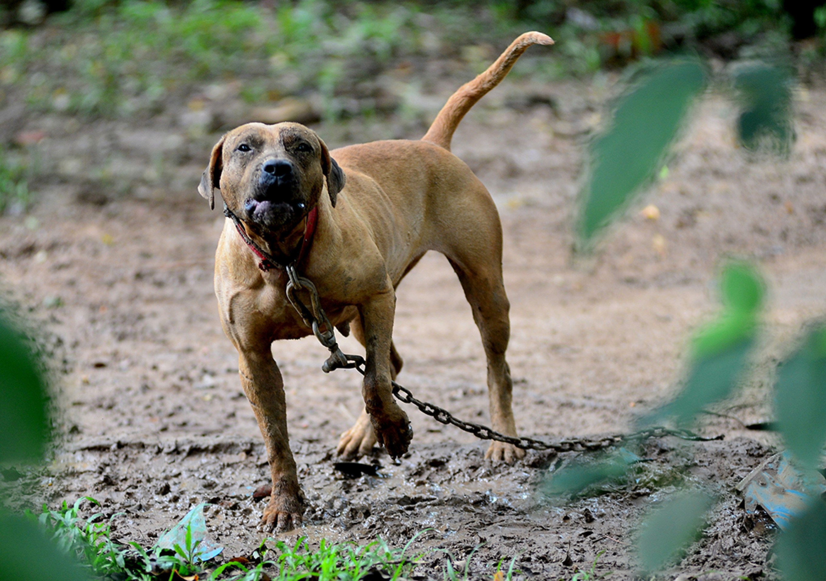 Animais sofrem maus-tratos ao ficarem muito tempo amarrados ou em correntes
