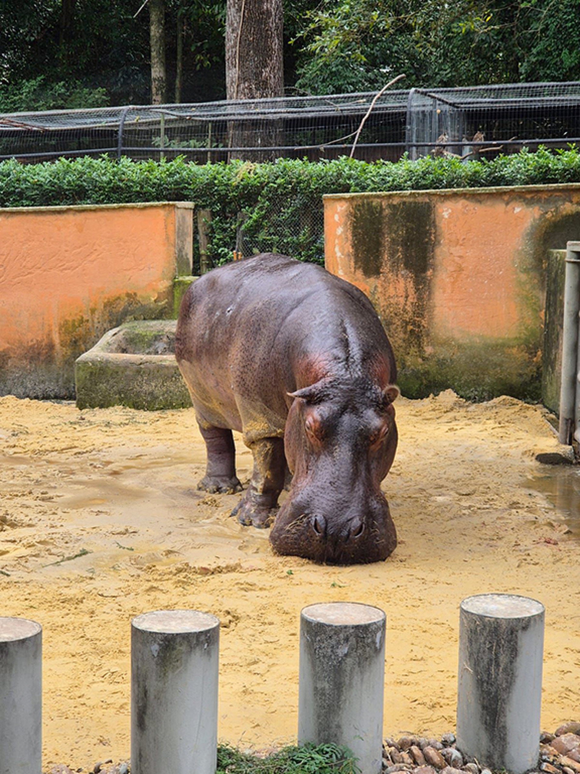 Yuri sentia dor e teve dois dentes tirados por especialistas
