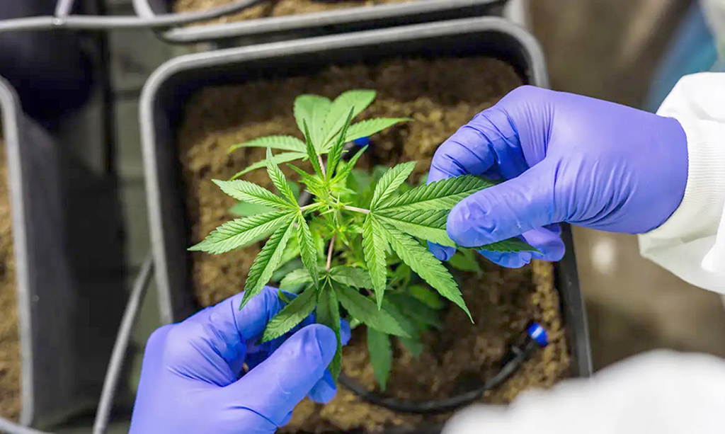 Projeto sobre uso medicinal tramita há três anos
