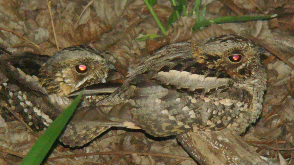 Ave mede
cerca de 20 cm. O macho tem
marcas brancas na garganta, asas e cauda;
a fêmea tem garganta
amarelada
