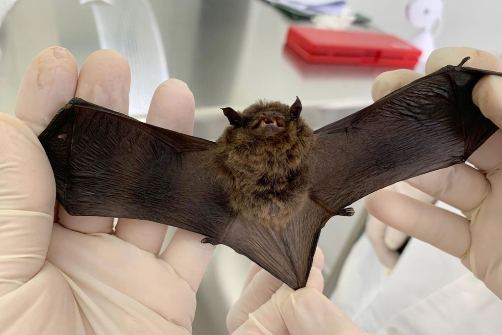 Cidade abriga diversas espécies, como os frugívoros, insetívoros e nectarívoros 
