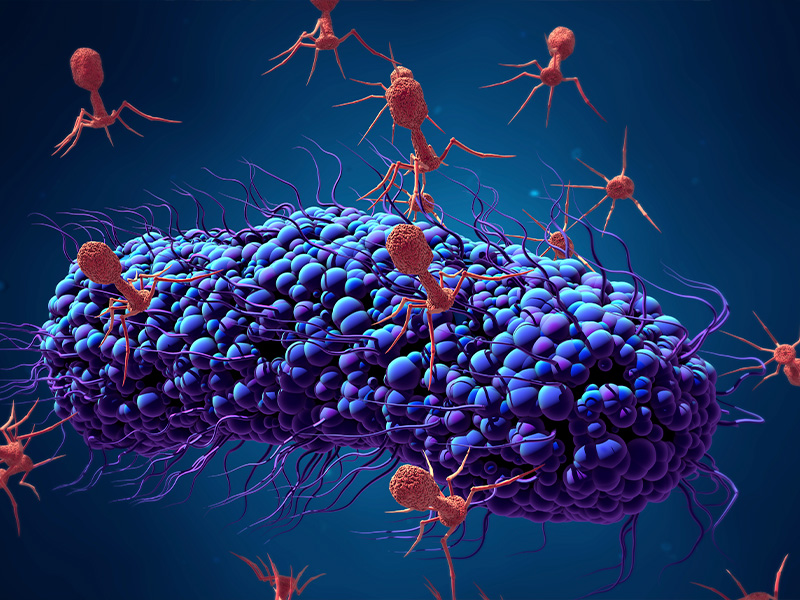 Na ilustração, vários bacteriófagos (destacados em vermelho) predam uma bactéria