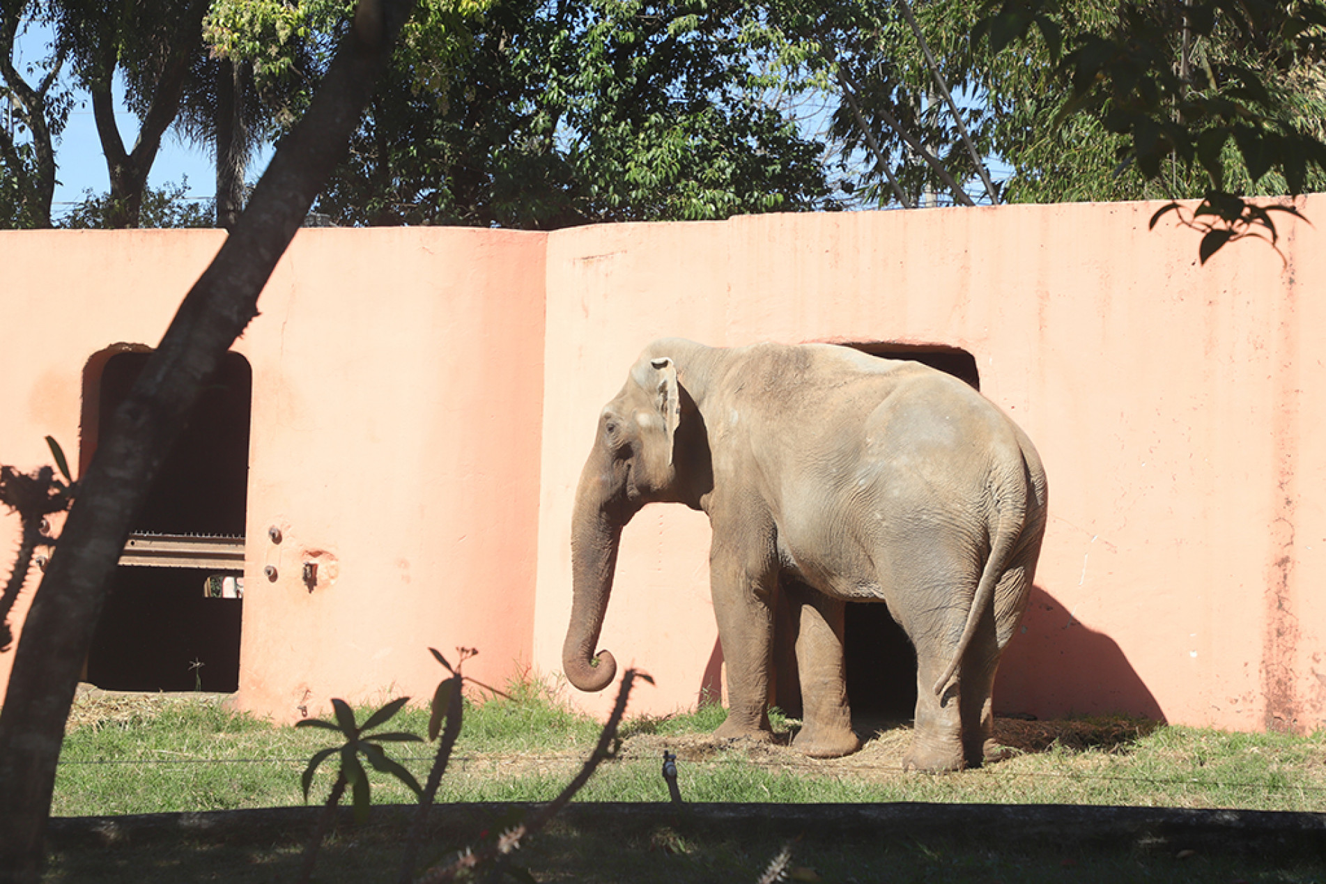 Elefante é o morador mais antigo do zoológico local: único asiático macho no Brasil
