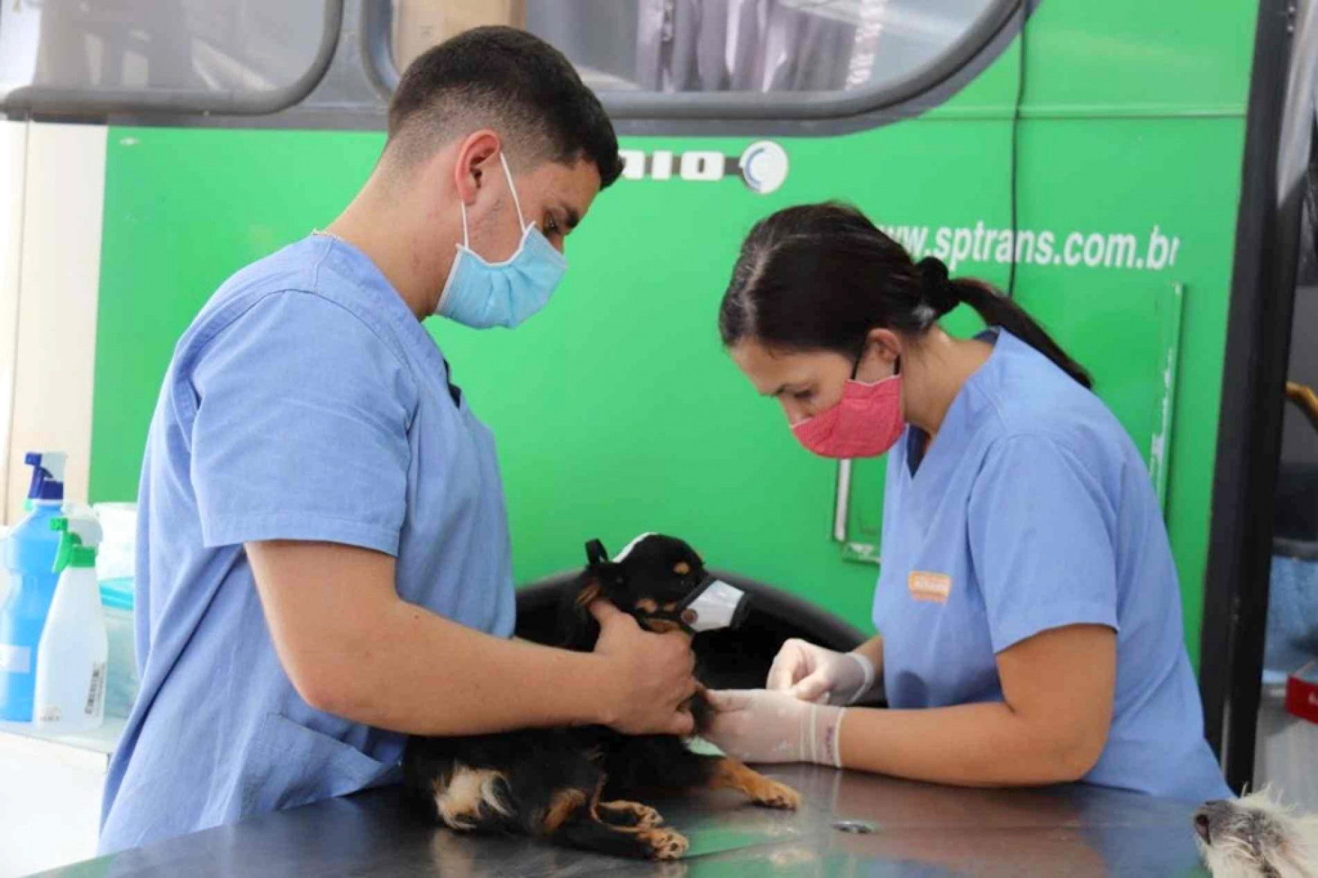 Projeto de lei prevê acompanhamento pós-cirúrgico em castração de animais 
