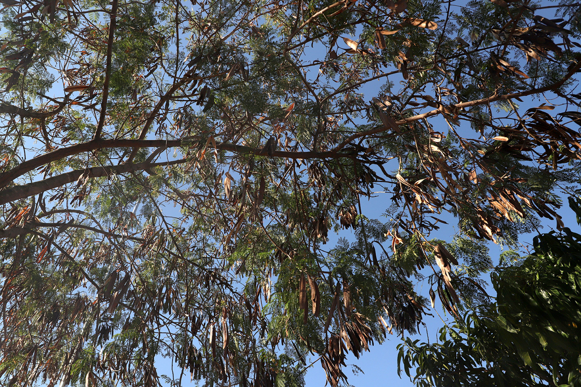 Planta prejudica até fauna nativa: não deixa crescer 
as espécies 
que têm fruto e 
flor de consumo 
dos animais
