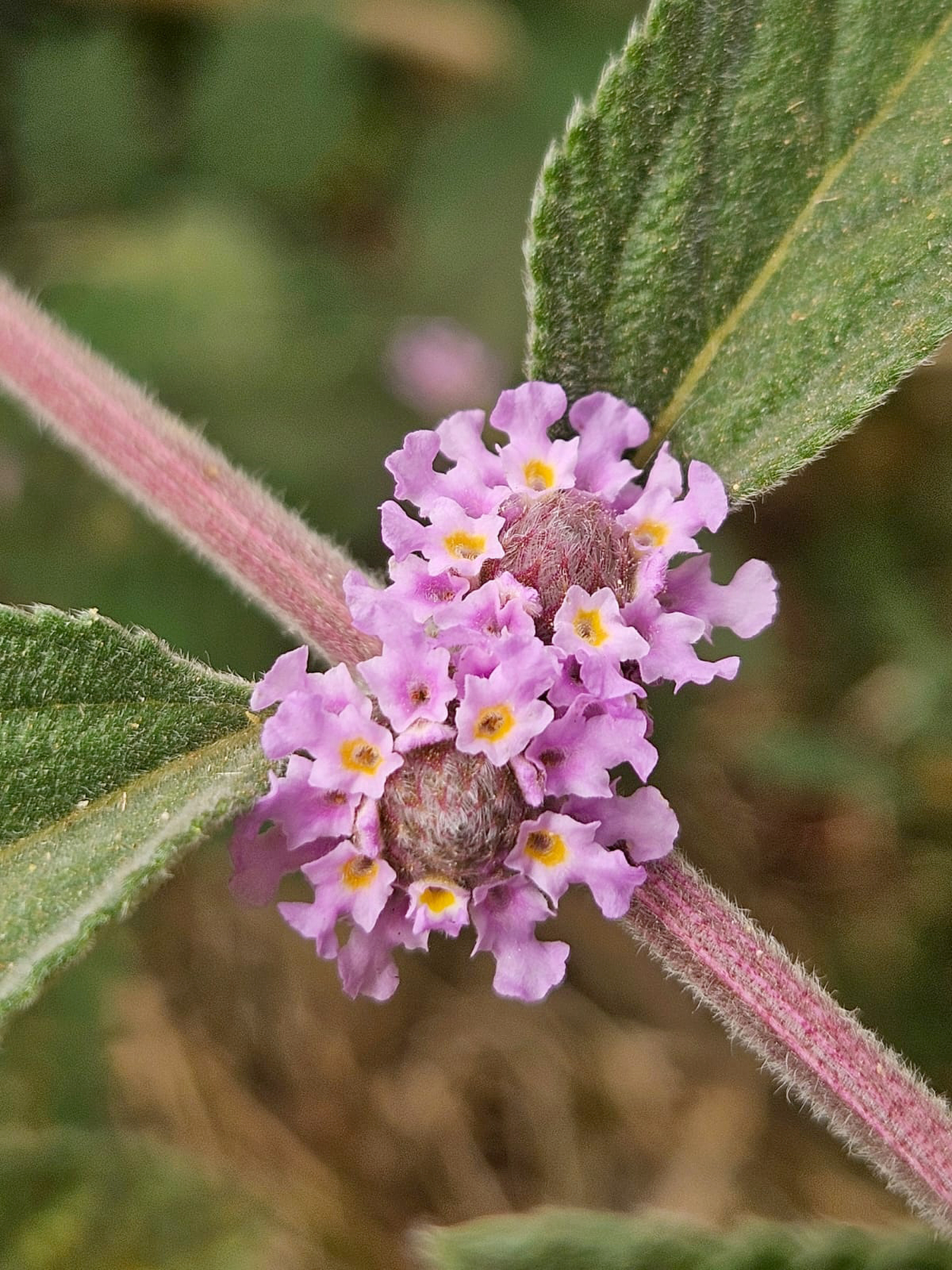 Detalhe das 
flores da erva-
cidreira-brasileira
