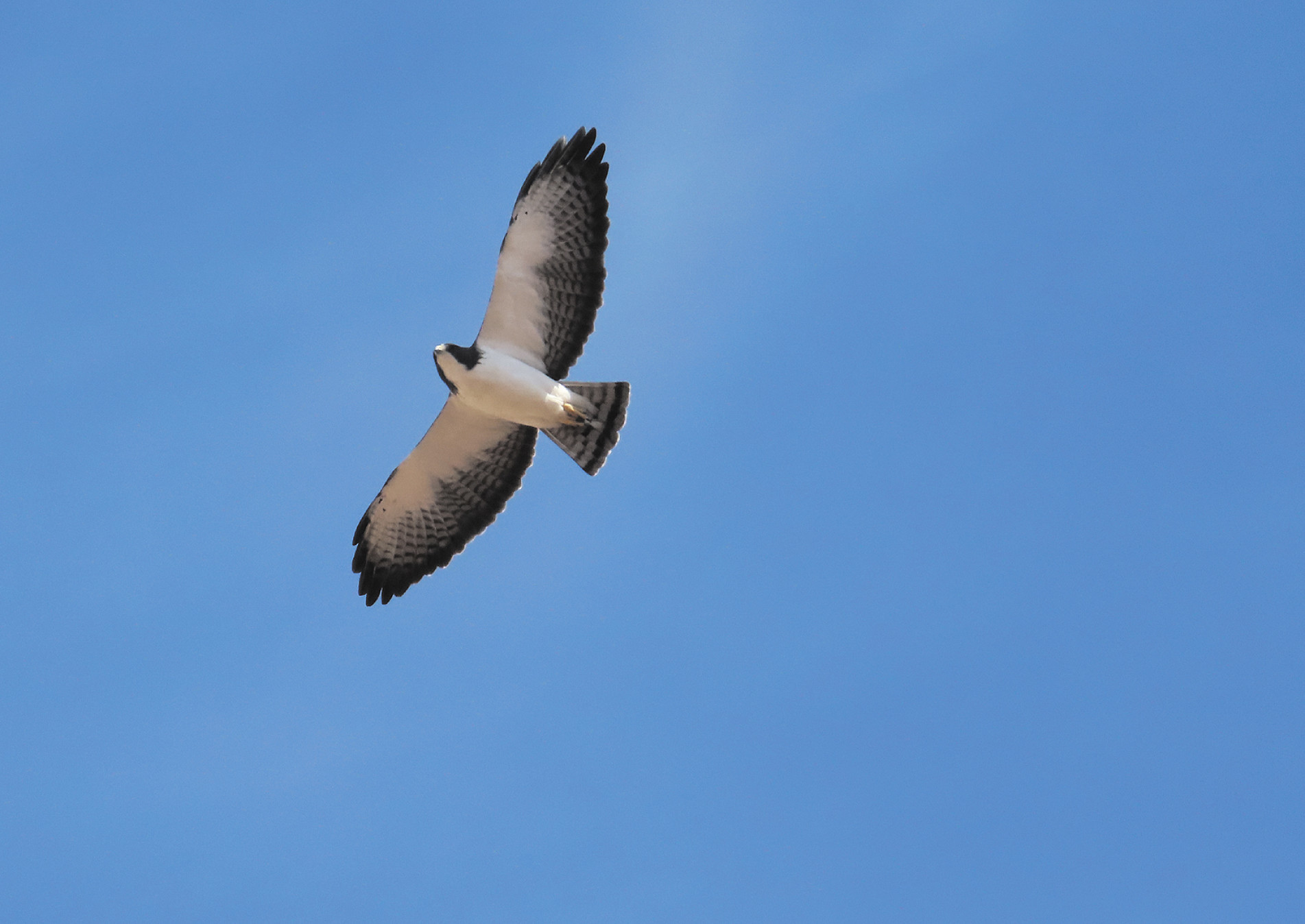 O gavião-de-cauda-curta tem morfo 
claro ou escuro, e os jovens apresentam 
padrões amarelados ou manchado