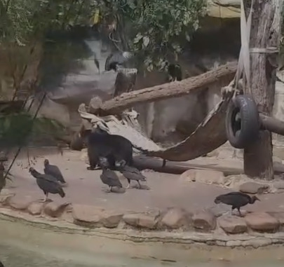 O urso-de-óculos é uma fêmea, que nasceu em 2010 e chegou ao Zoológico Municipal em 2011, desde então o animal já teve três filhotes