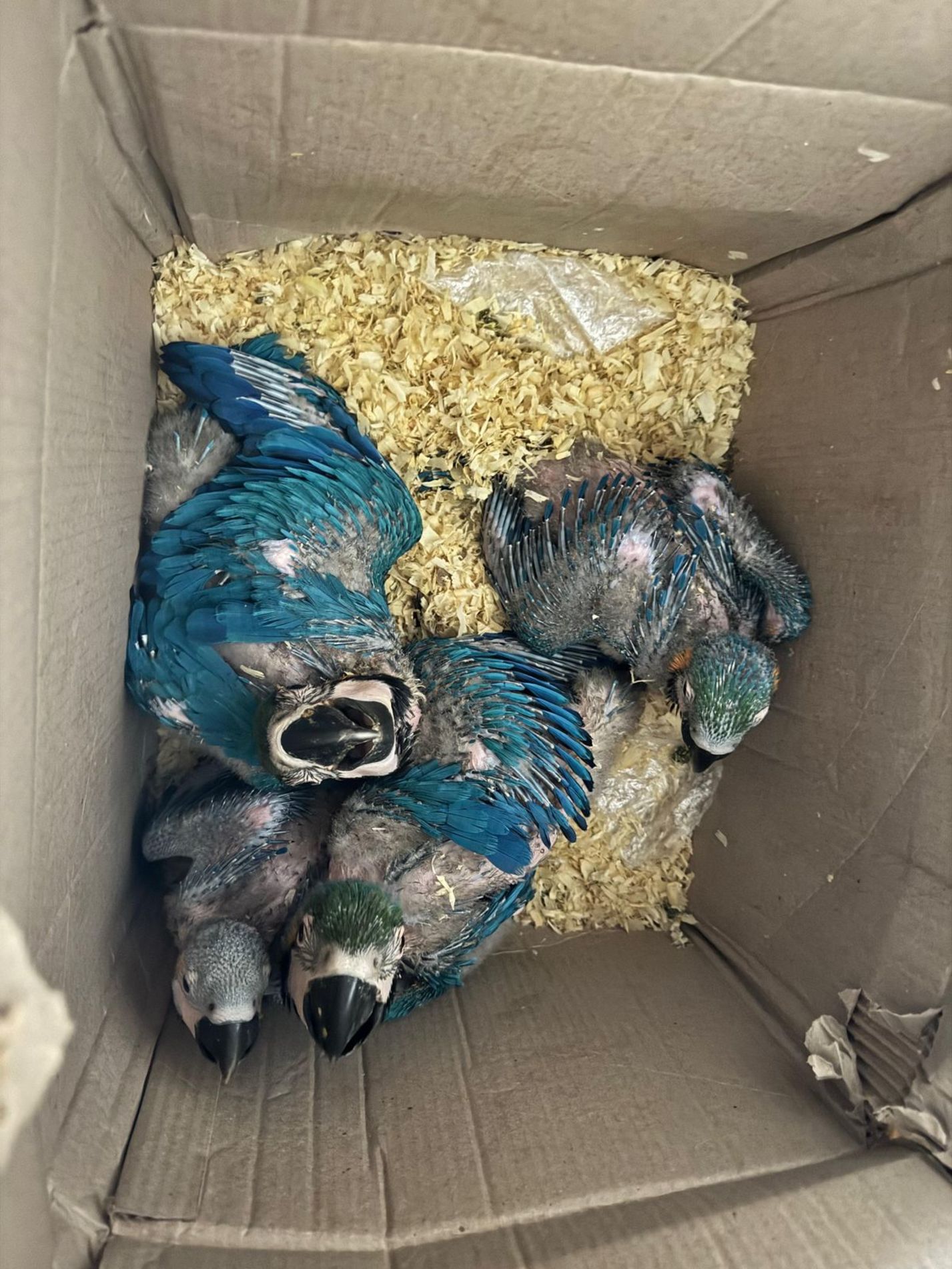 Animais foram encontrados em situação precária