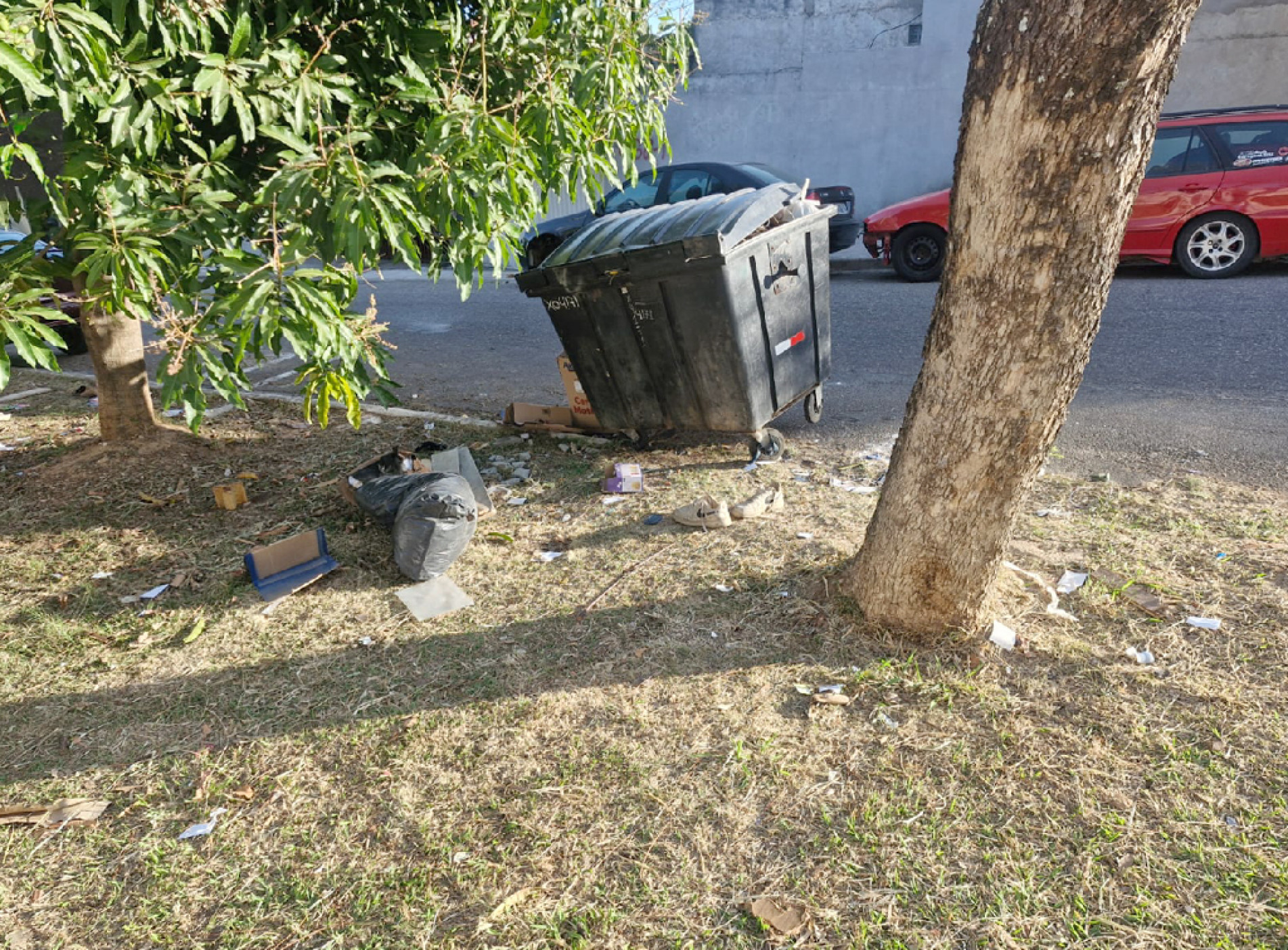 Acúmulo de folhas, resíduos orgânicos e até lixo causam incômodo
