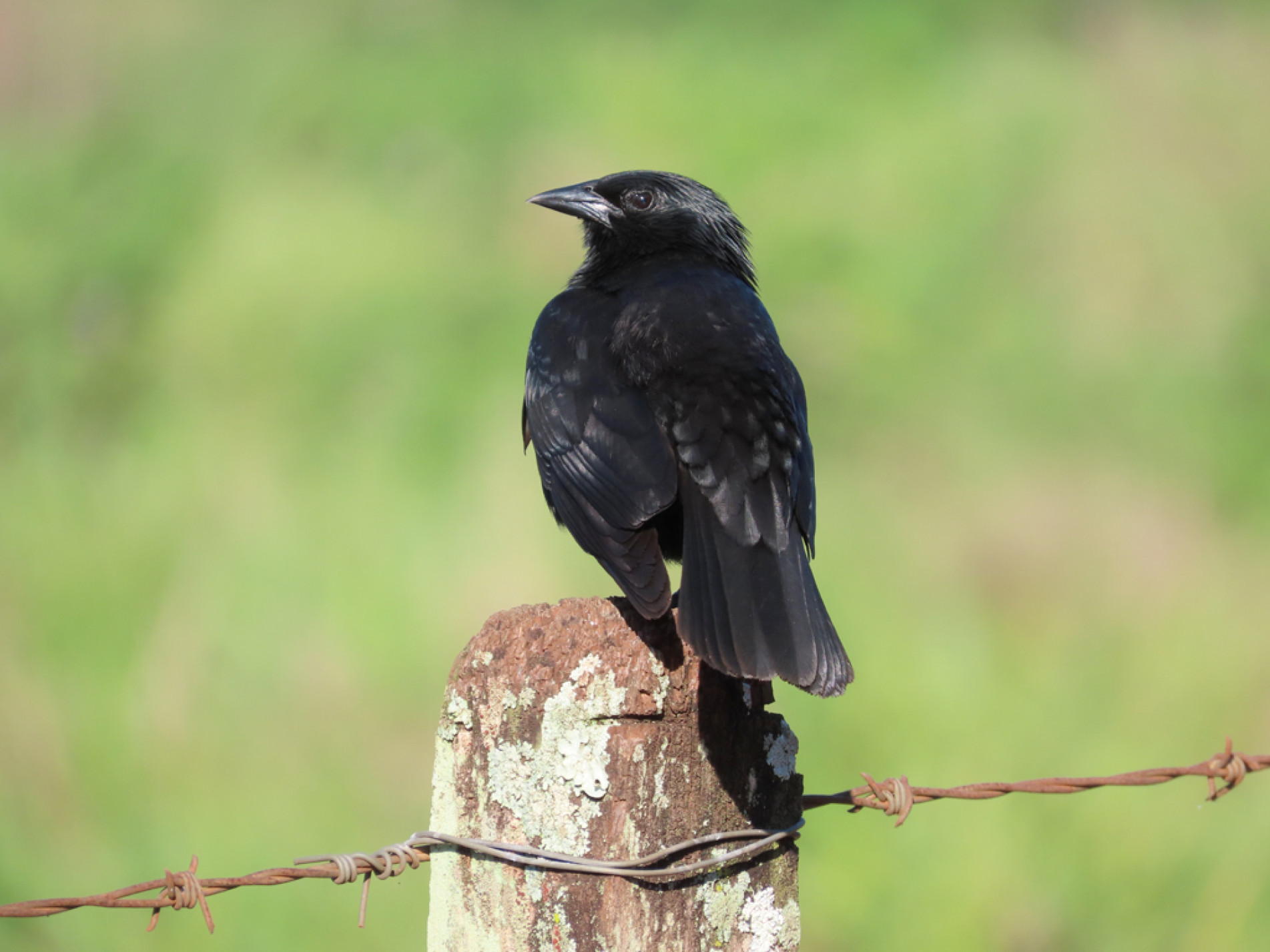 Pássaro-preto: cantor da natureza que encanta com seu canto e precisa voar livre, nunca em gaiolas
