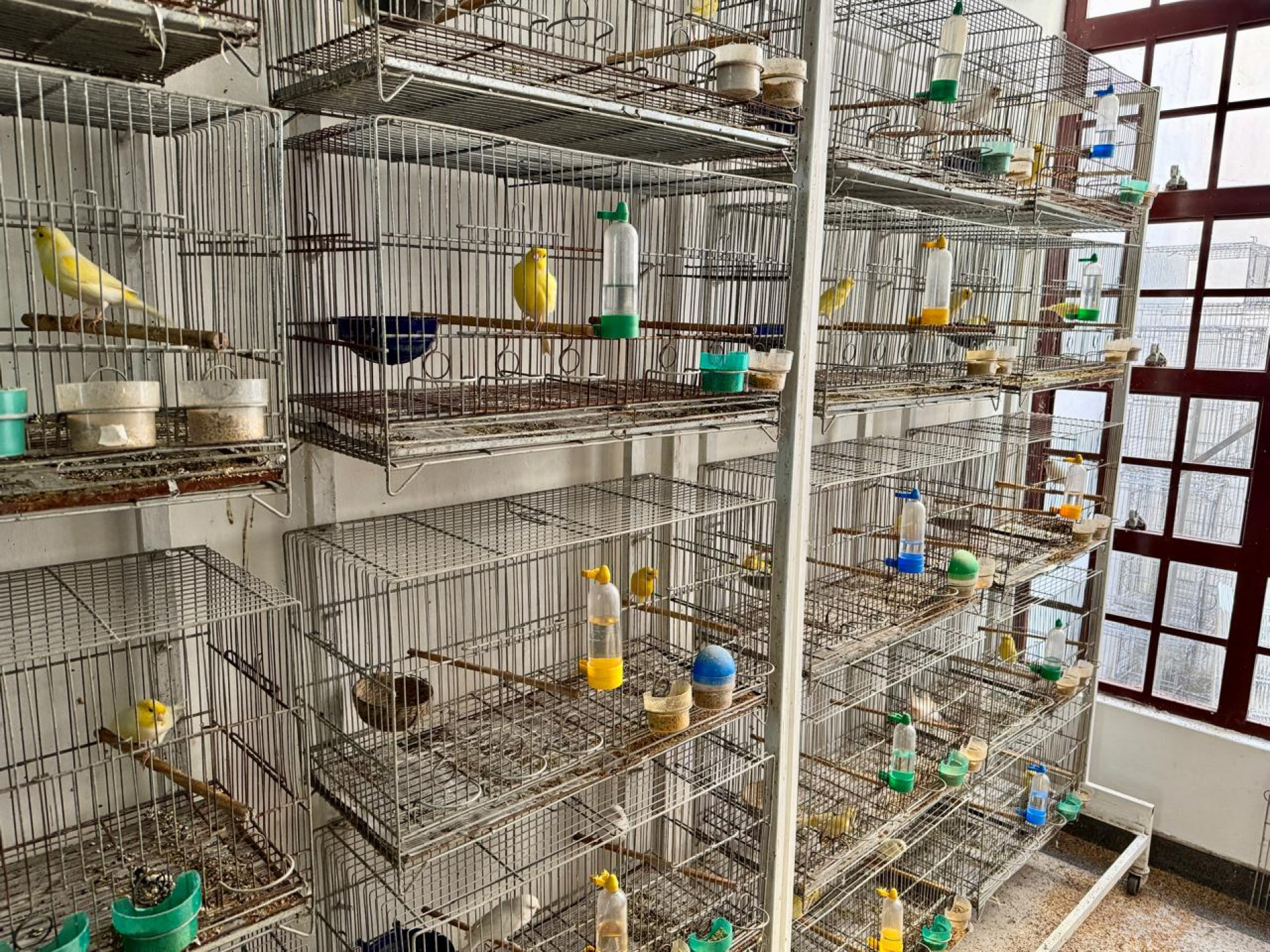As aves estavam dispostas em várias gaiolas, a maioria suja