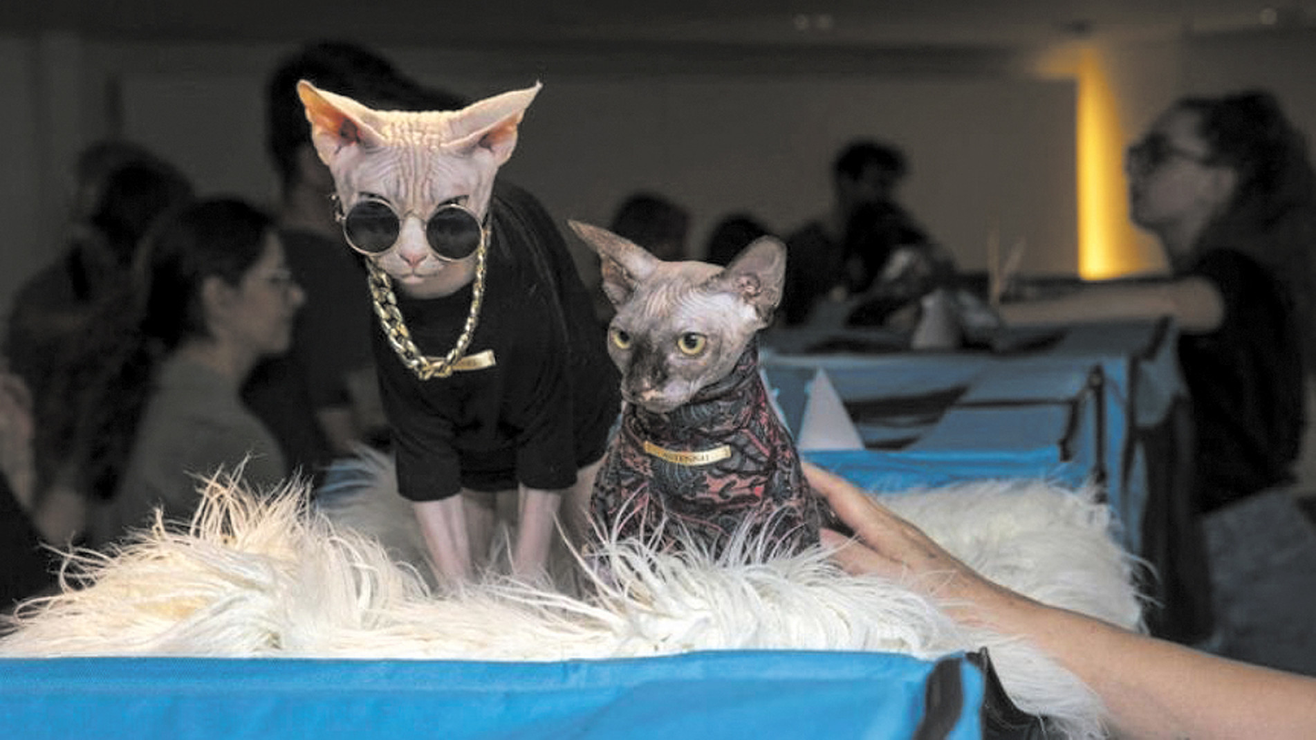  Encontro felino reúne raças, competição e adoção no Hotel Golden Park
