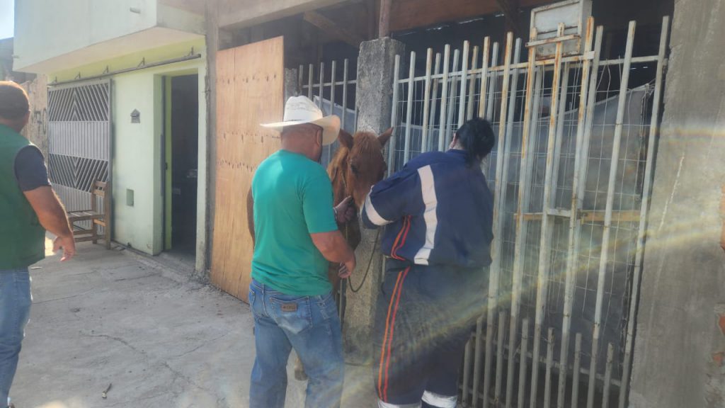 Cavalo recebeu atendimento inicial no local do atropelamento antes de ser levado para acompanhamento veterinário