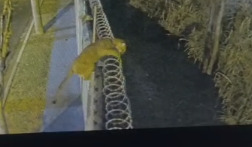 Onça-parda registrada por câmeras de segurança em condomínio de Sorocaba