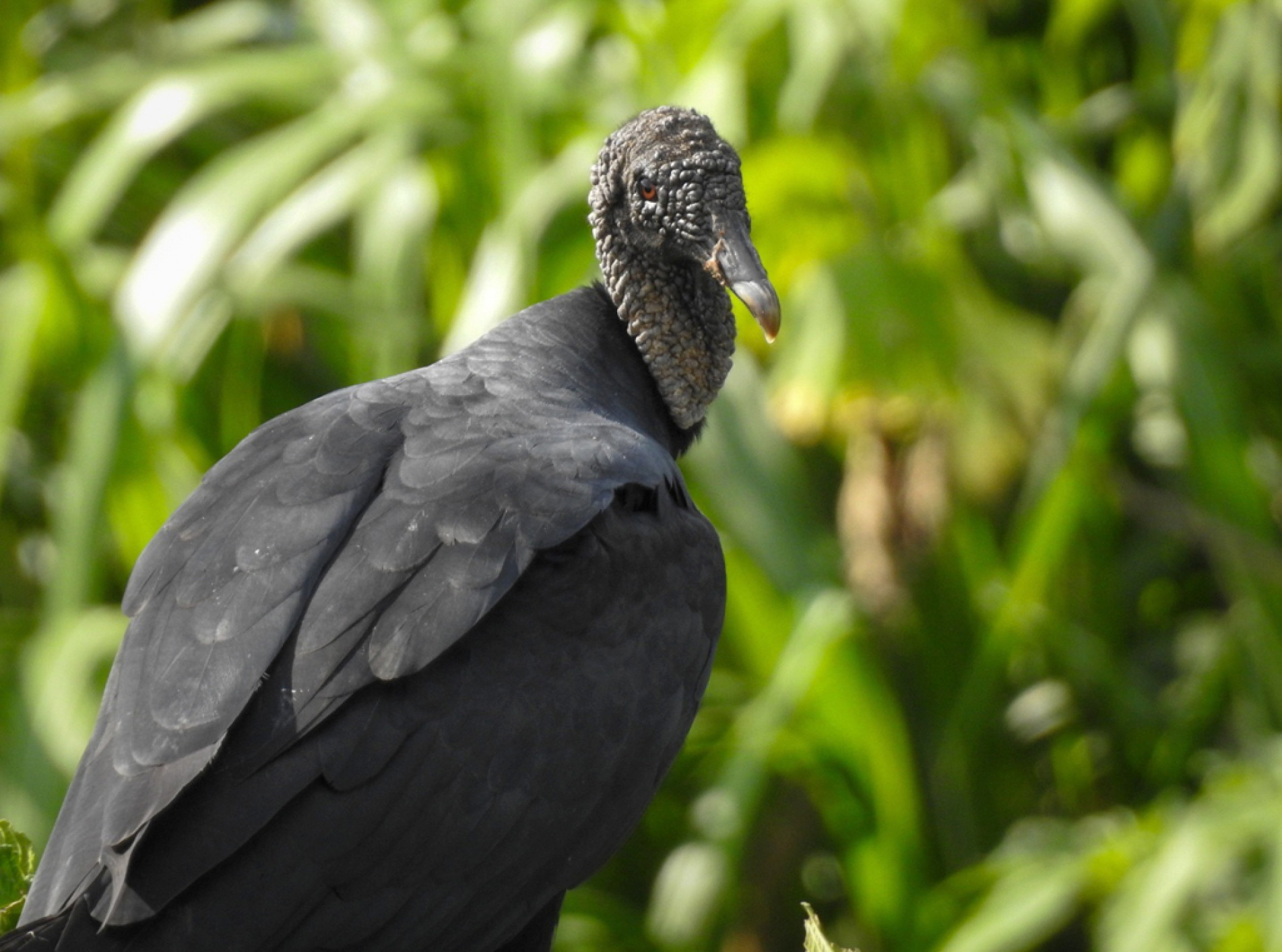 São totalmente pretos, com 
cabeça sem 
penas e 
asas com 
manchas claras