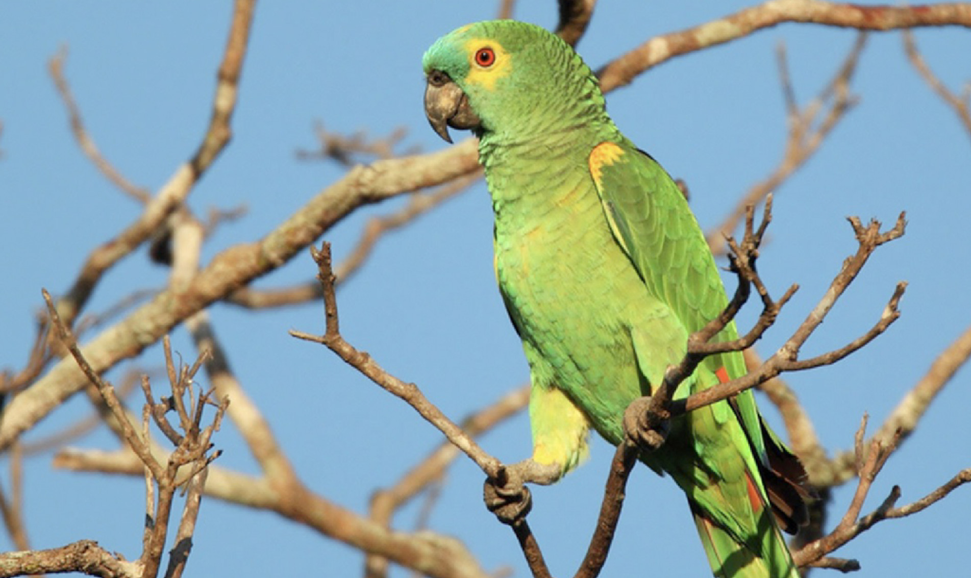 Pesquisadores atualizaram a lista das espécies que vivem no Estado e descobriram: tem muita ave nova, mas também várias em perigo