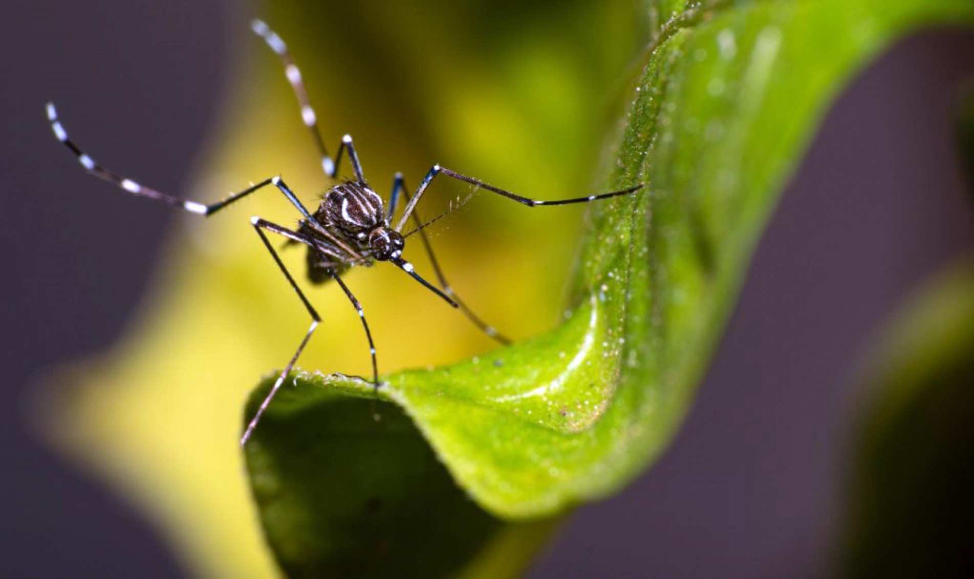O Aedes aegypti transmite a dengue ao picar pessoas infectadas. Animais domésticos não são contaminados

