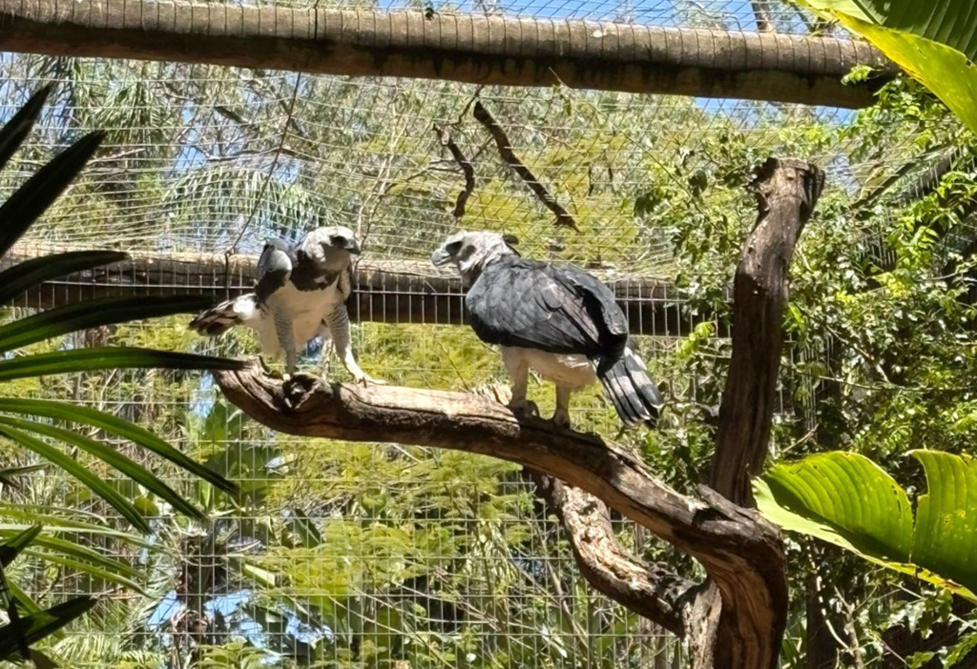 Nova dupla está no setor de grandes rapinantes do ‘Quinzinho de Barros’