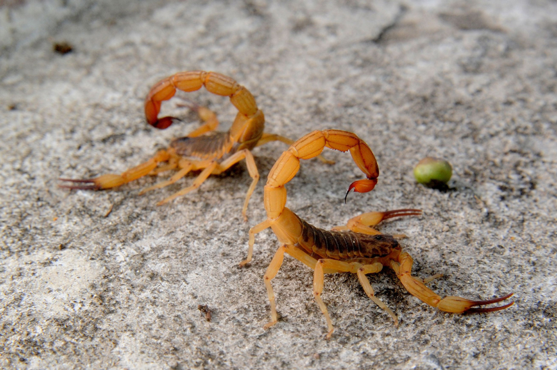 Escorpiões vivem em meio a entulho e sujeira e se alimentam de insetos 

