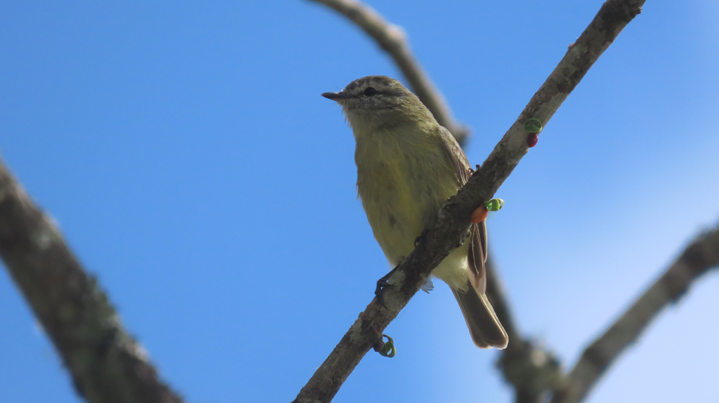 Pequena e colorida: a ave mede só 11 centímetros e tem penas verde-oliva, peito amarelo e uma listra branca acima dos olhos
