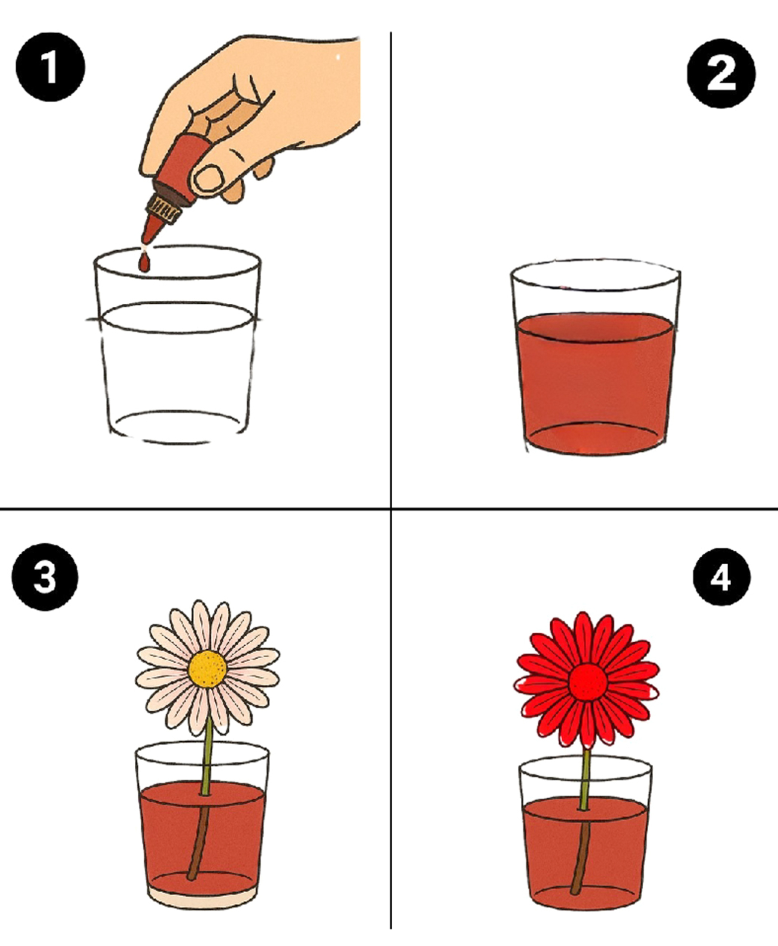 Ciência em flor!  A água colorida  sobe pelo caule  e transforma as  pétalas, como num passe de mágica
