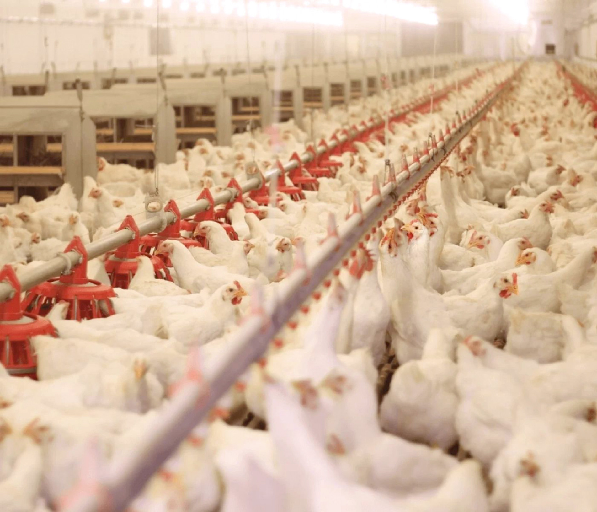 Suspensão tinha ocorrido devido a caso de gripe aviária
