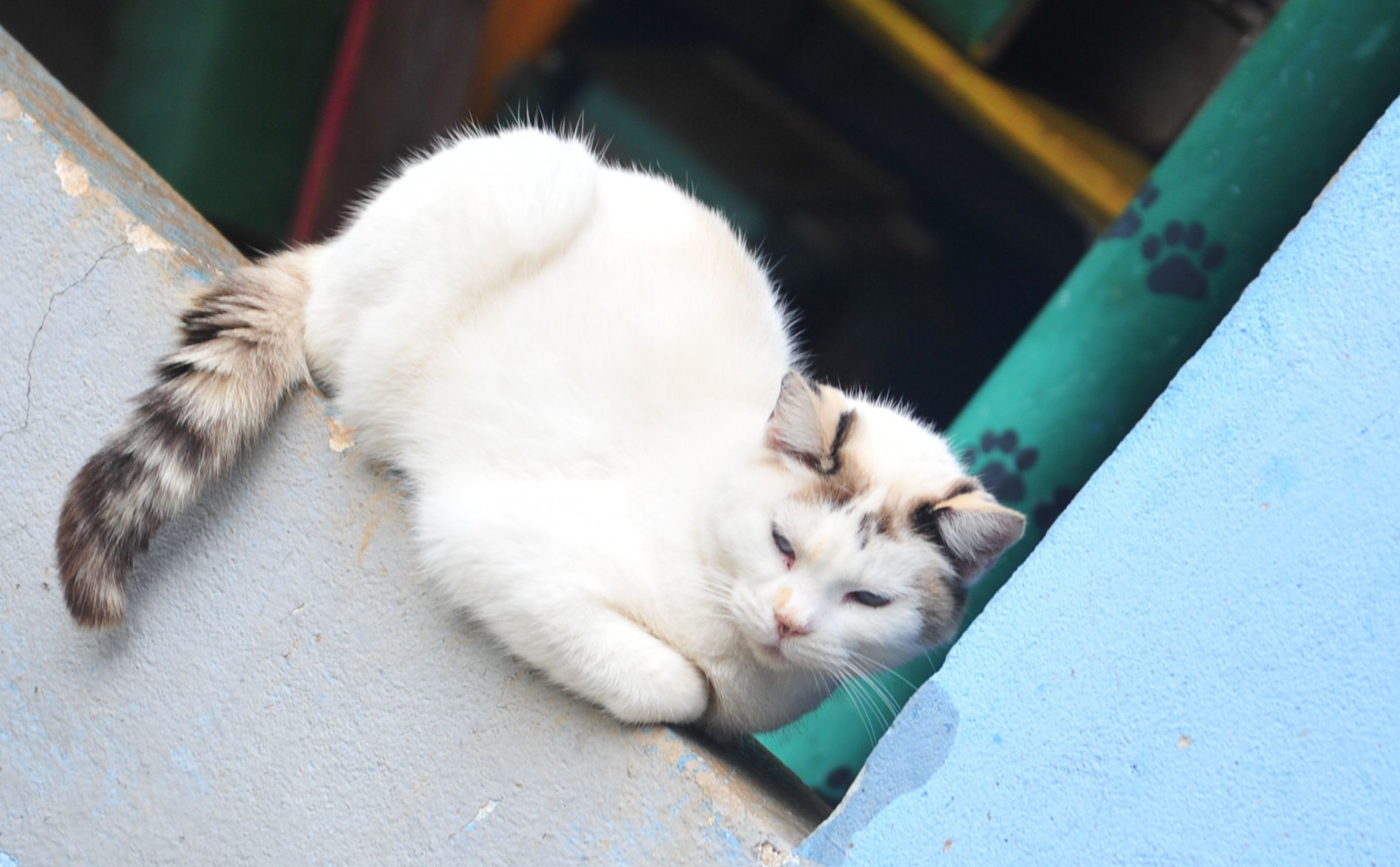 Cães e gatos serão castrados de forma gratuita