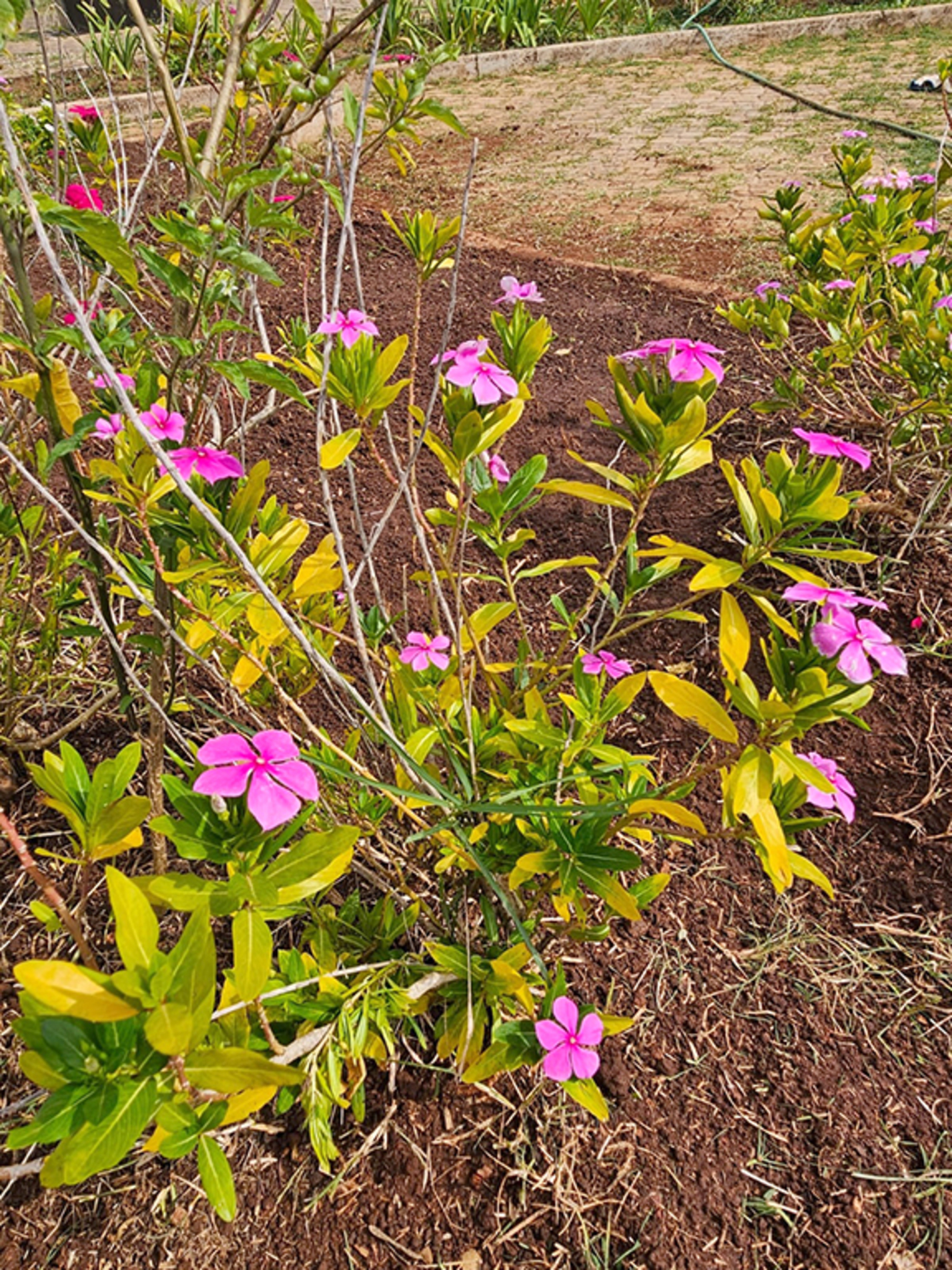 A planta  ornamental pode ser conferida no Jardim Botânico de Sorocaba
