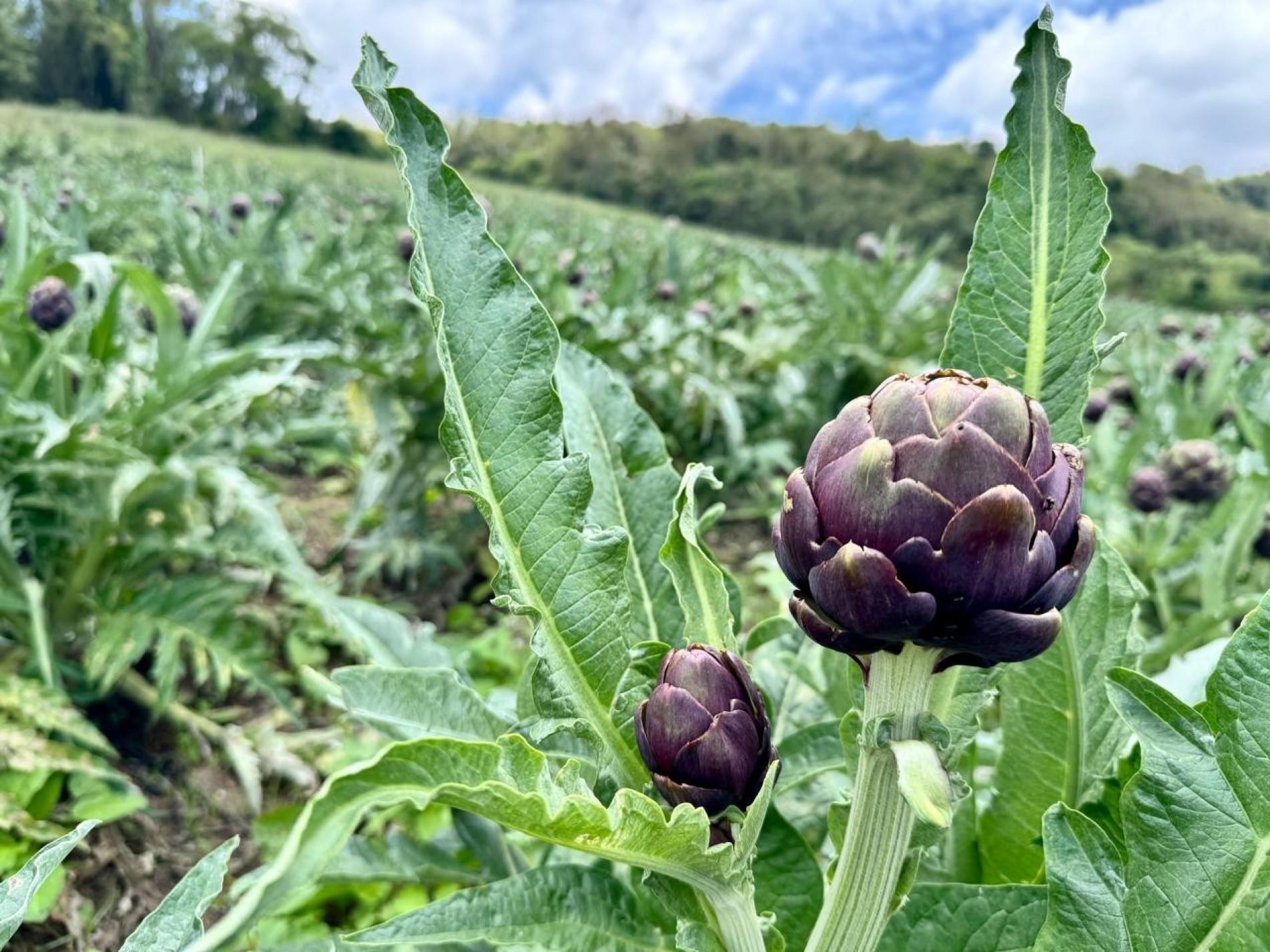 A iguaria floresce durante a primavera, de setembro a novembro