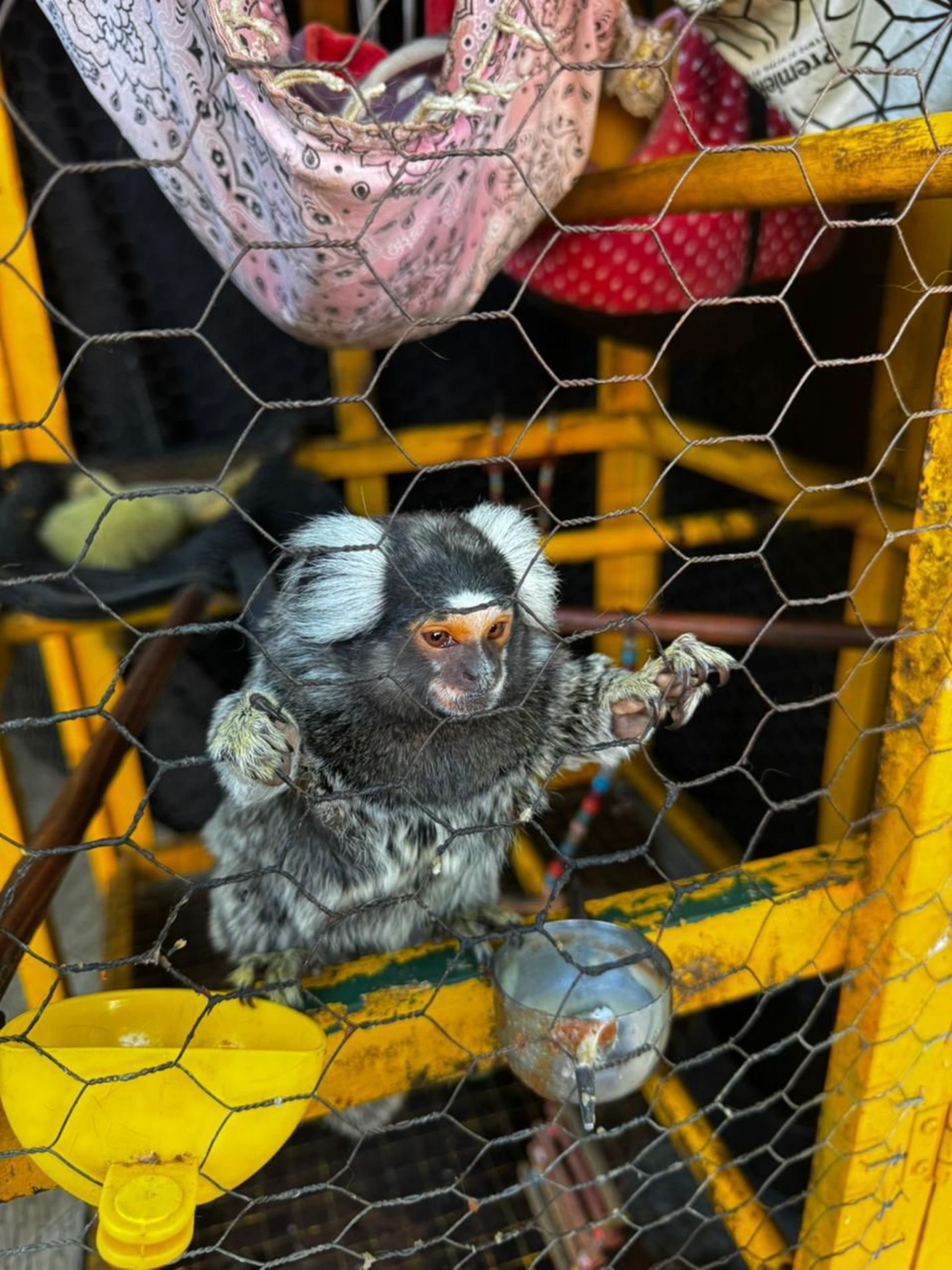 O procedimento segue em investigação pela Polícia Civil de Sorocaba, com apoio técnico dos setores ambientais competentes