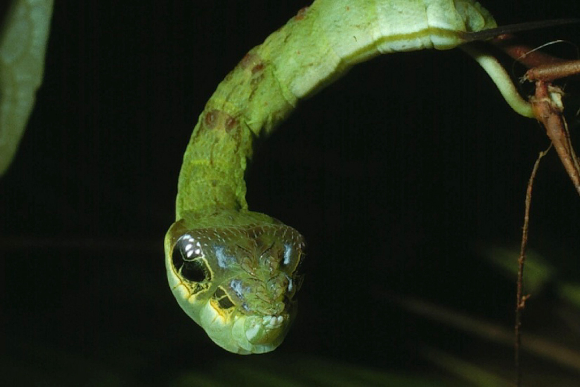 A lagarta precisa se alimentar bem para se transformar em borboleta
