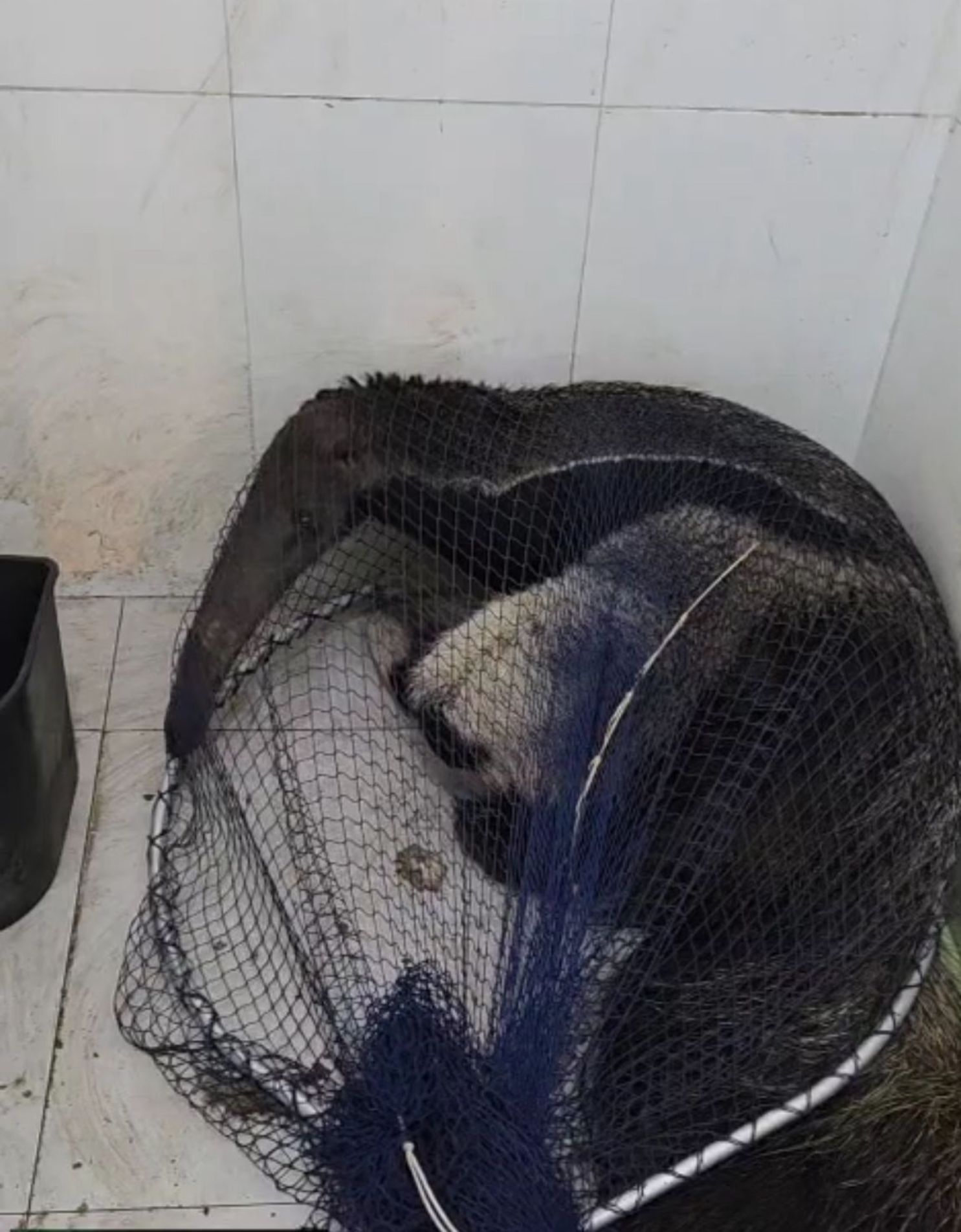 Segundo o Núcleo, clientes do estabelecimento viram o animal e, enquanto esperavam pelos bombeiros, conseguiram contê-lo no banheiro