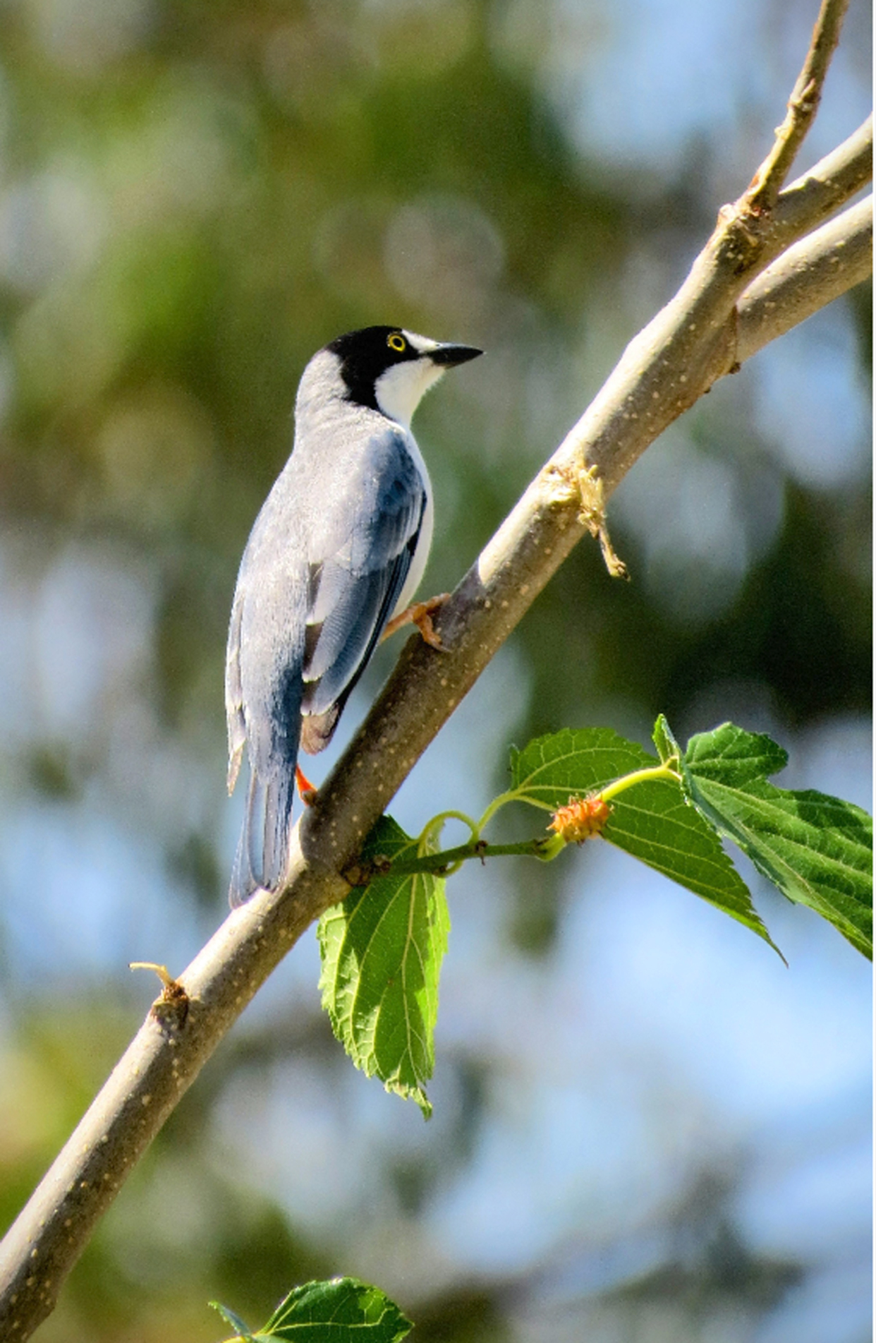 No galho, o
macho aparece com
seu ‘chapéu’ escuro
e plumagem colorida
