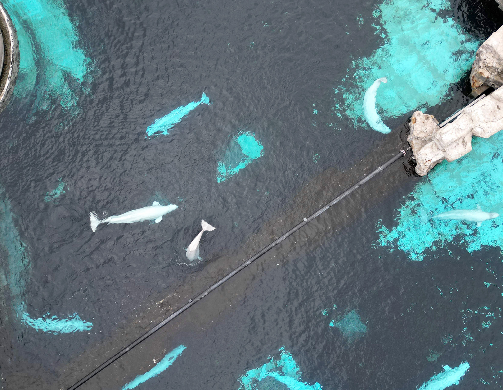 Parque Marineland faliu no Canadá 
