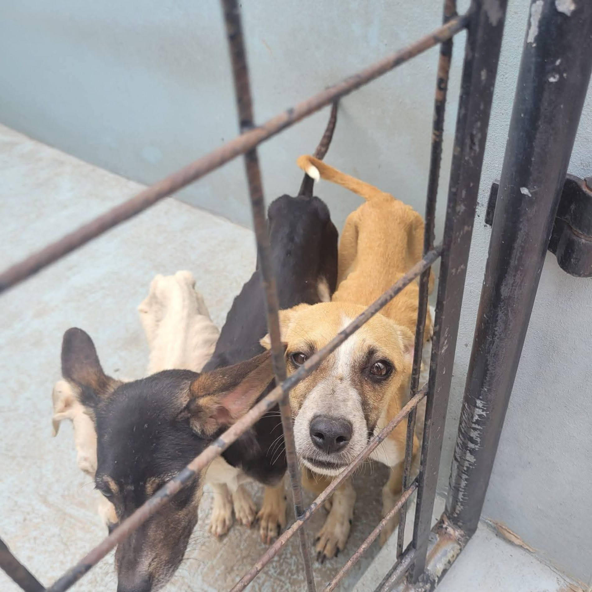 Os animais foram resgatados pela GCM, com apoio de uma protetora da causa animal e da Polícia Civil,