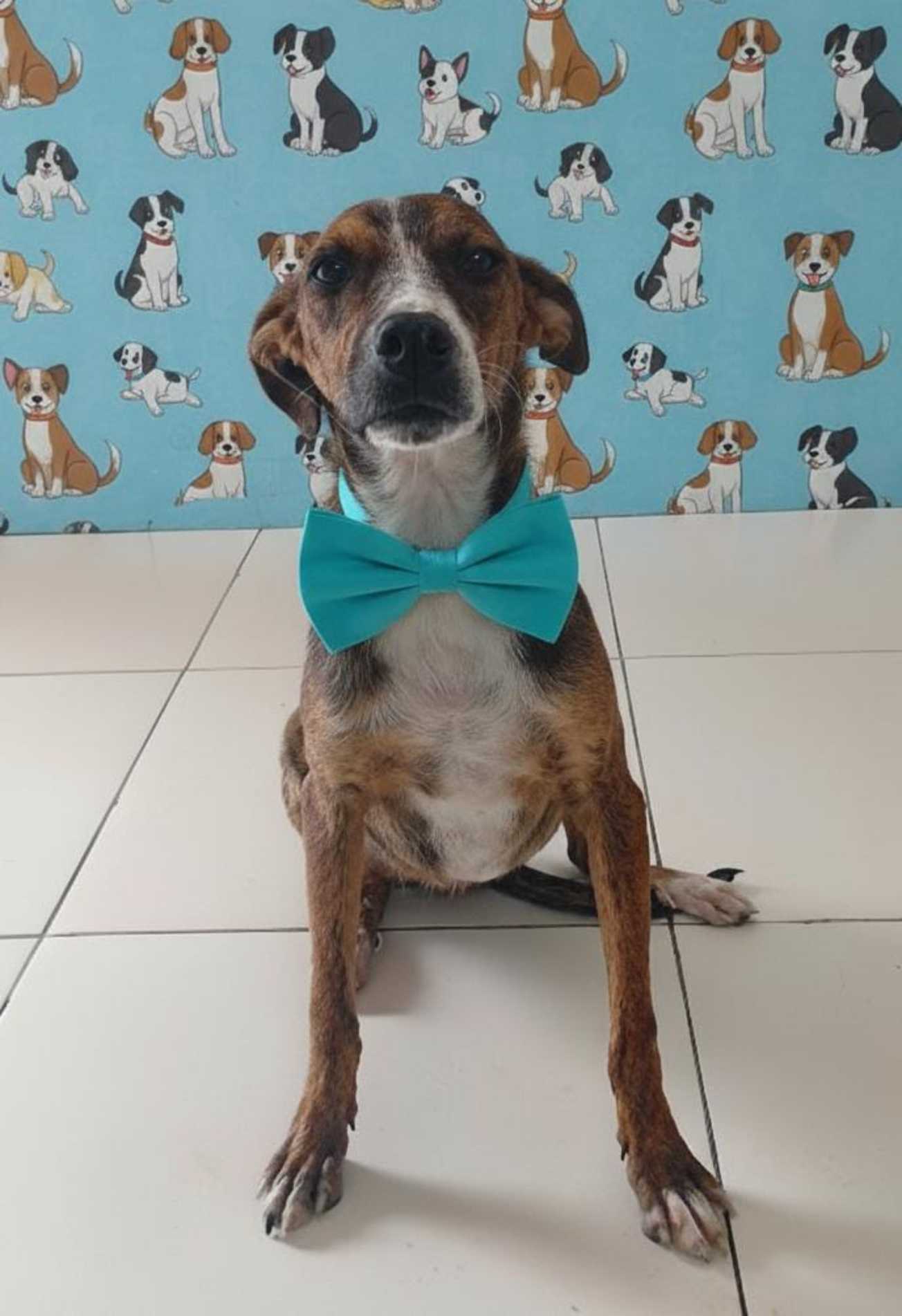 Todos os animais disponíveis são vacinados, castrados e microchipados