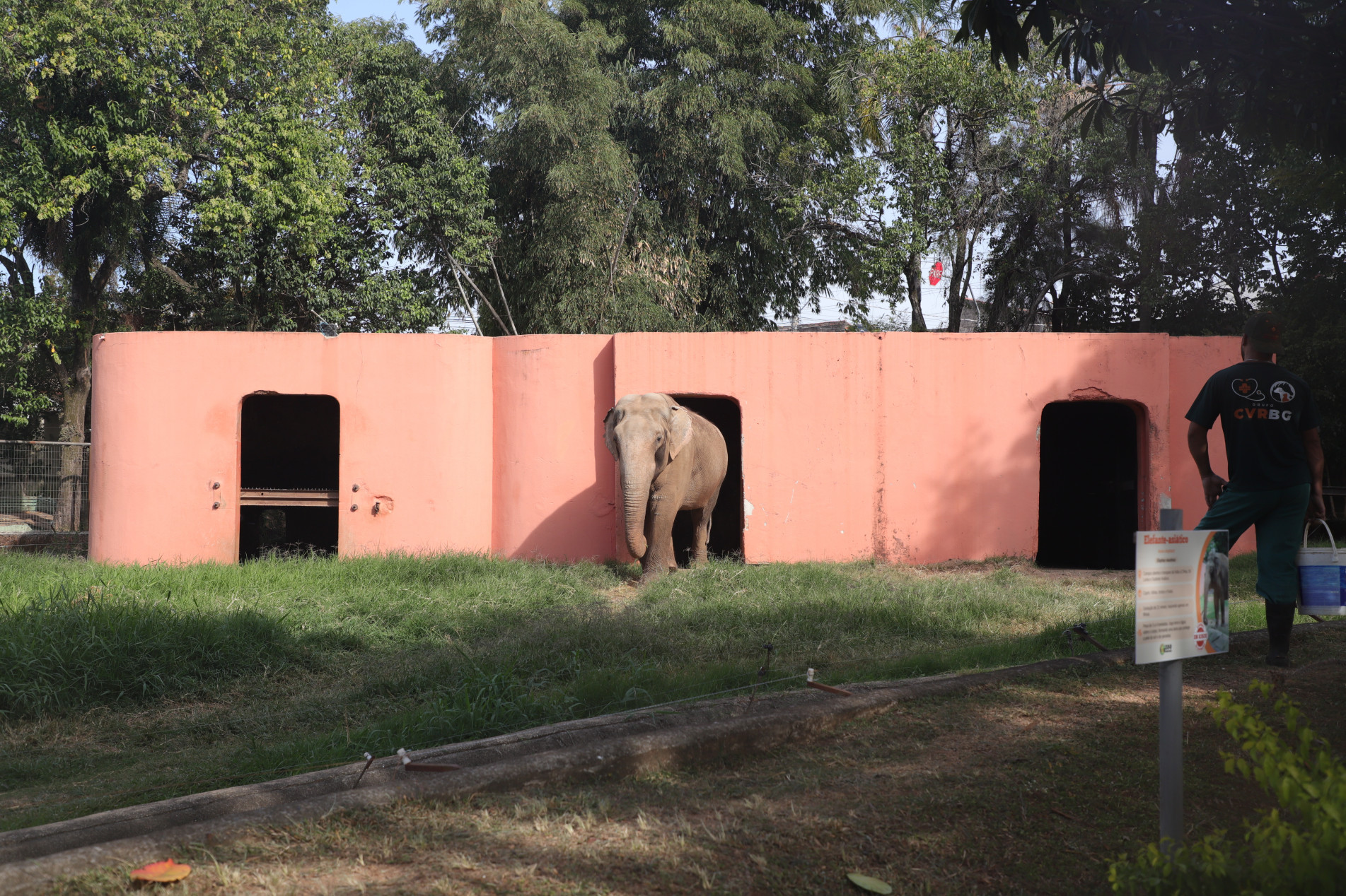 Para o Ibama, a manutenção do elefante em condições incompatíveis com as normas caracteriza maus-tratos de forma continuada