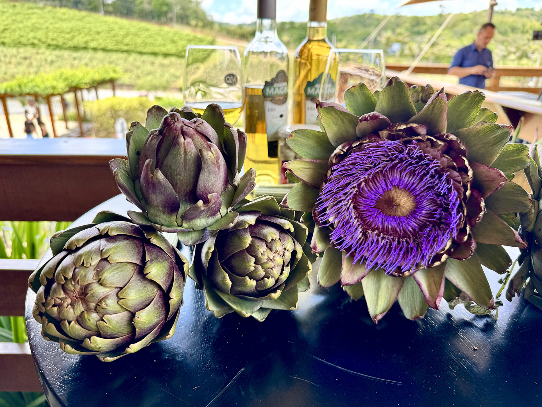Flor típica do Mediterrâneo mantém tradição no cultivo e variedade de usos
