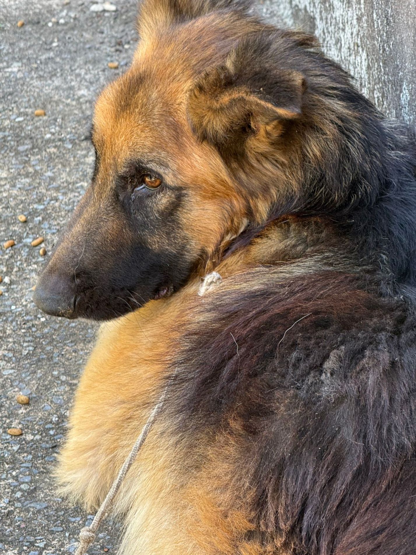  O animal foi resgatado e recebe atendimento Hospital Veterinário Municipal de Sorocaba. Após o tratamento será encaminhado para adoção.