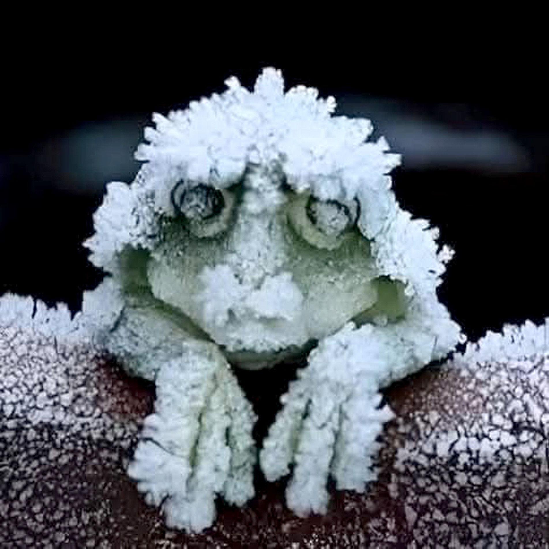 O pequeno anfíbio congela no inverno e 