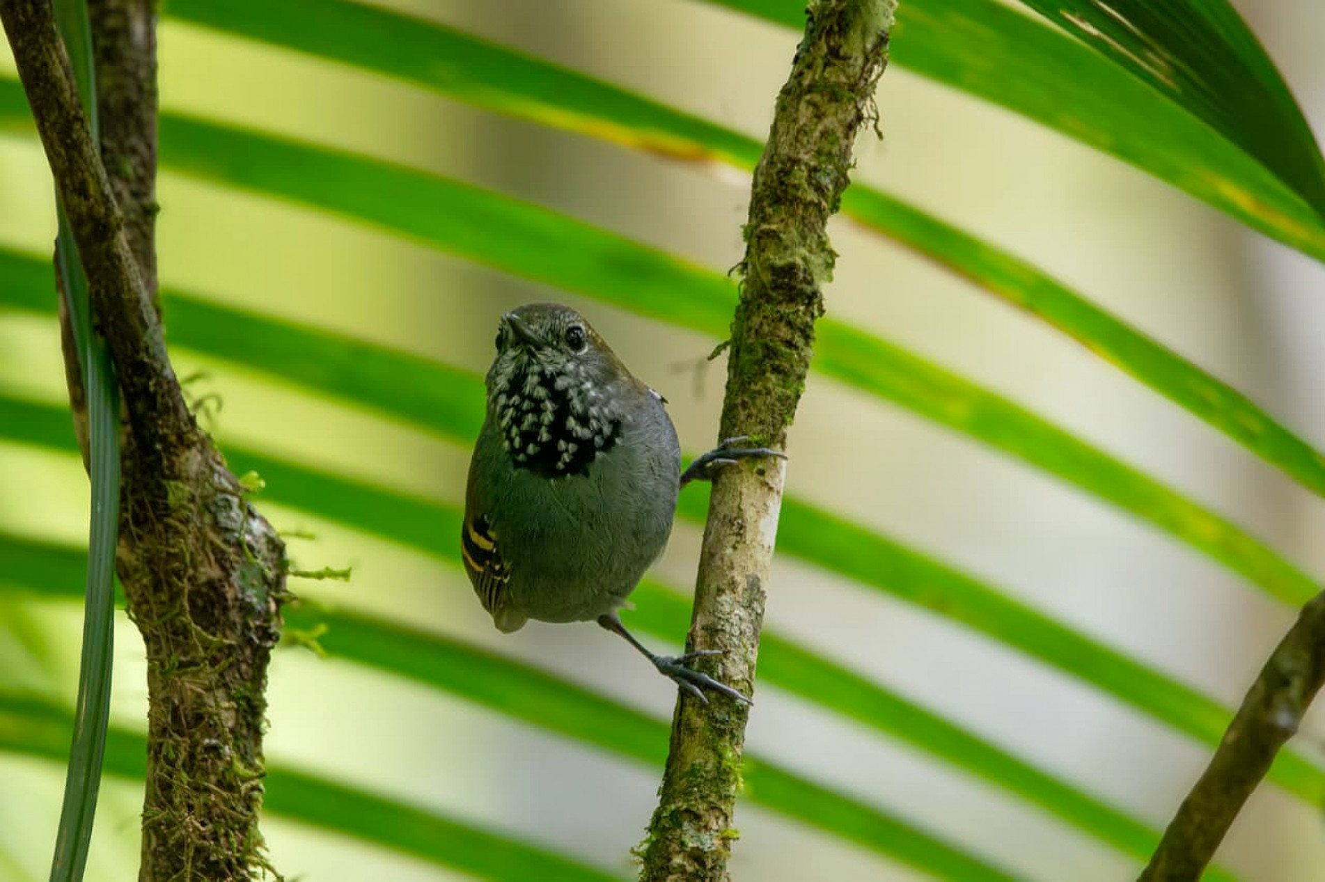 Choquinha-de-garganta-pintada: espécie discreta da Mata Atlântica que mede apenas cerca de 9 centímetros
