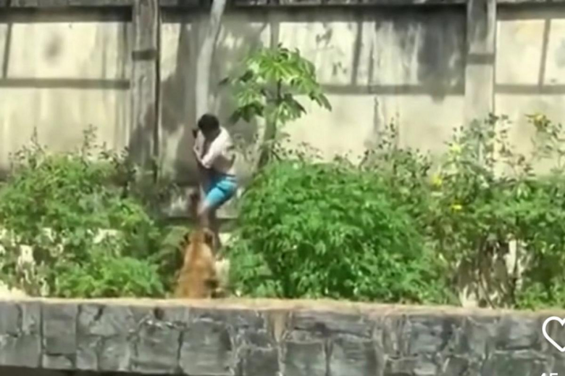 Homem morre após invadir jaula de leoa 