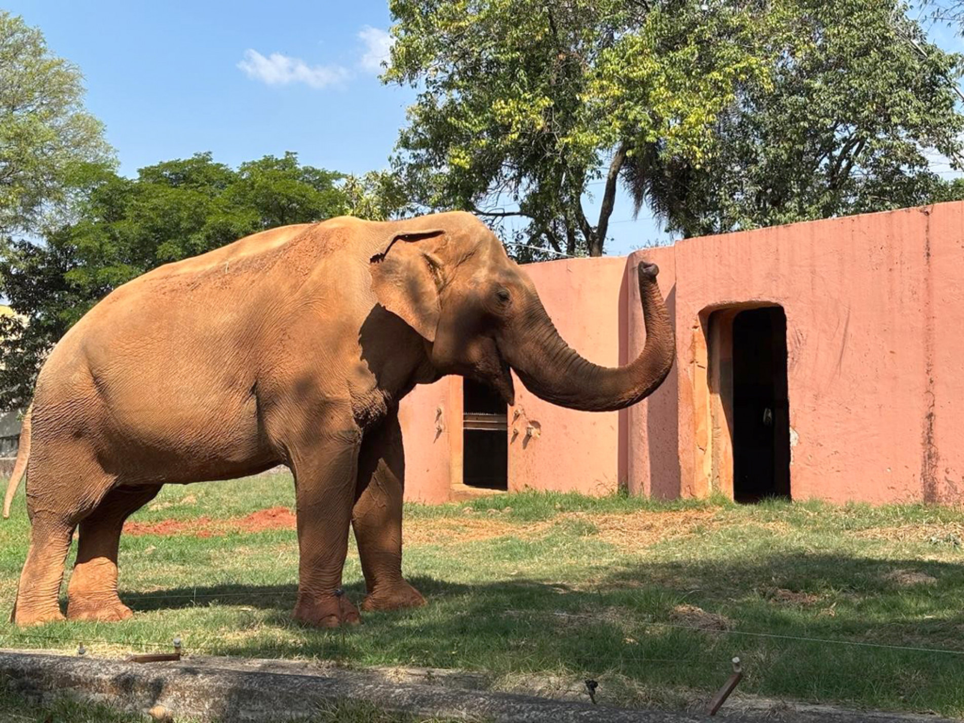 O caso do elefante Sandro é discutido há anos em processos administrativos e judiciais