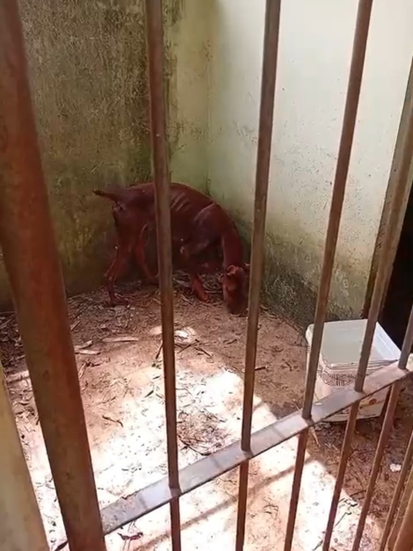 Os animais resgatados foram recolhidos e permanecem sob cuidados veterinários, em local seguro, longe da situação de risco.